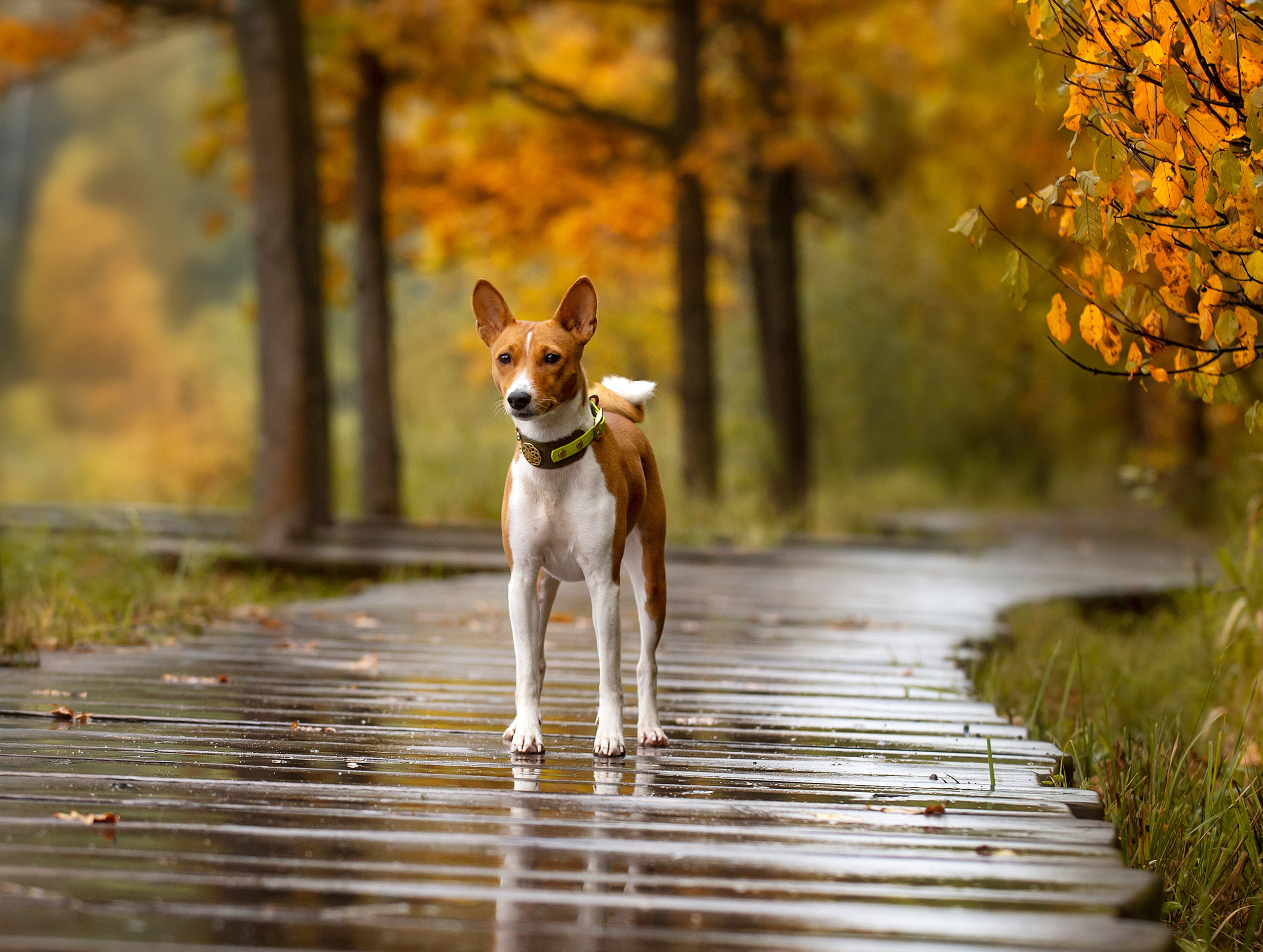 Собаки. Портретная и свадебная фотосъемка. Москва и область