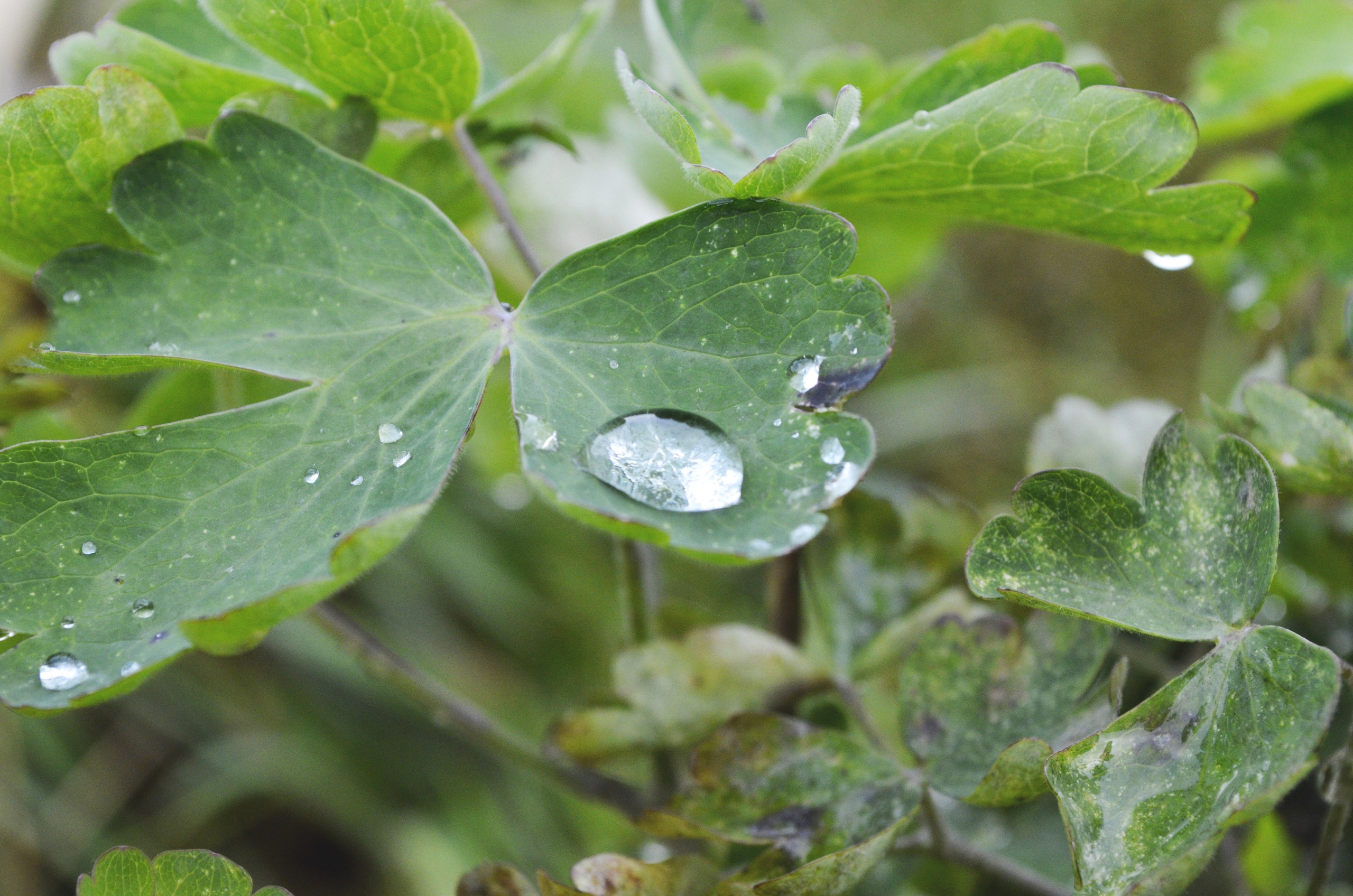 Природа. Анастасия Куц | фотограф | Пермский край