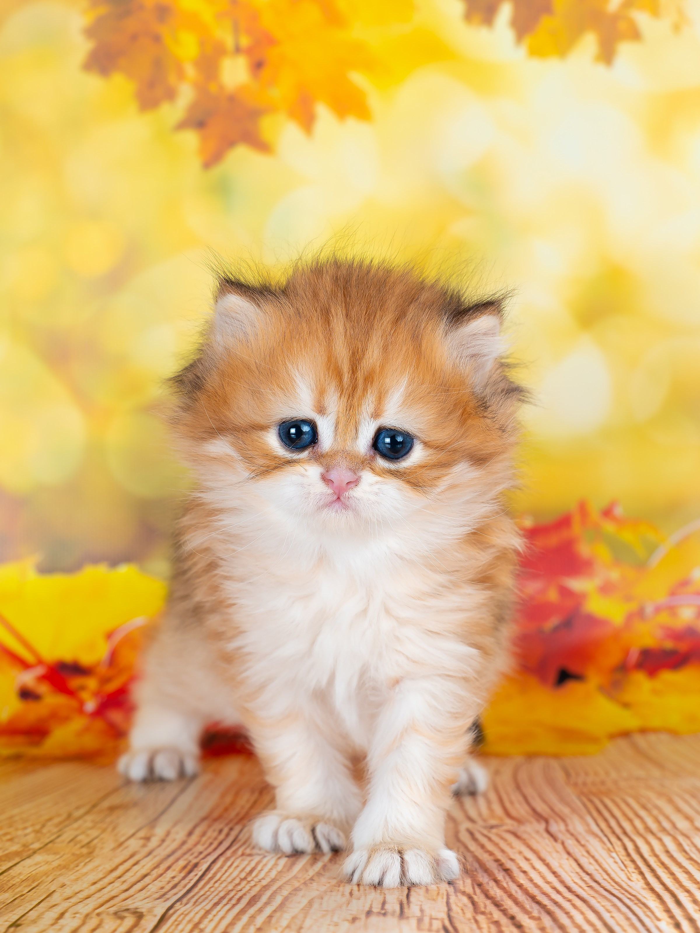 Съемка животных. Фуд, предметный и фотограф анималист в Нижнем Новгороде Иванов Максим