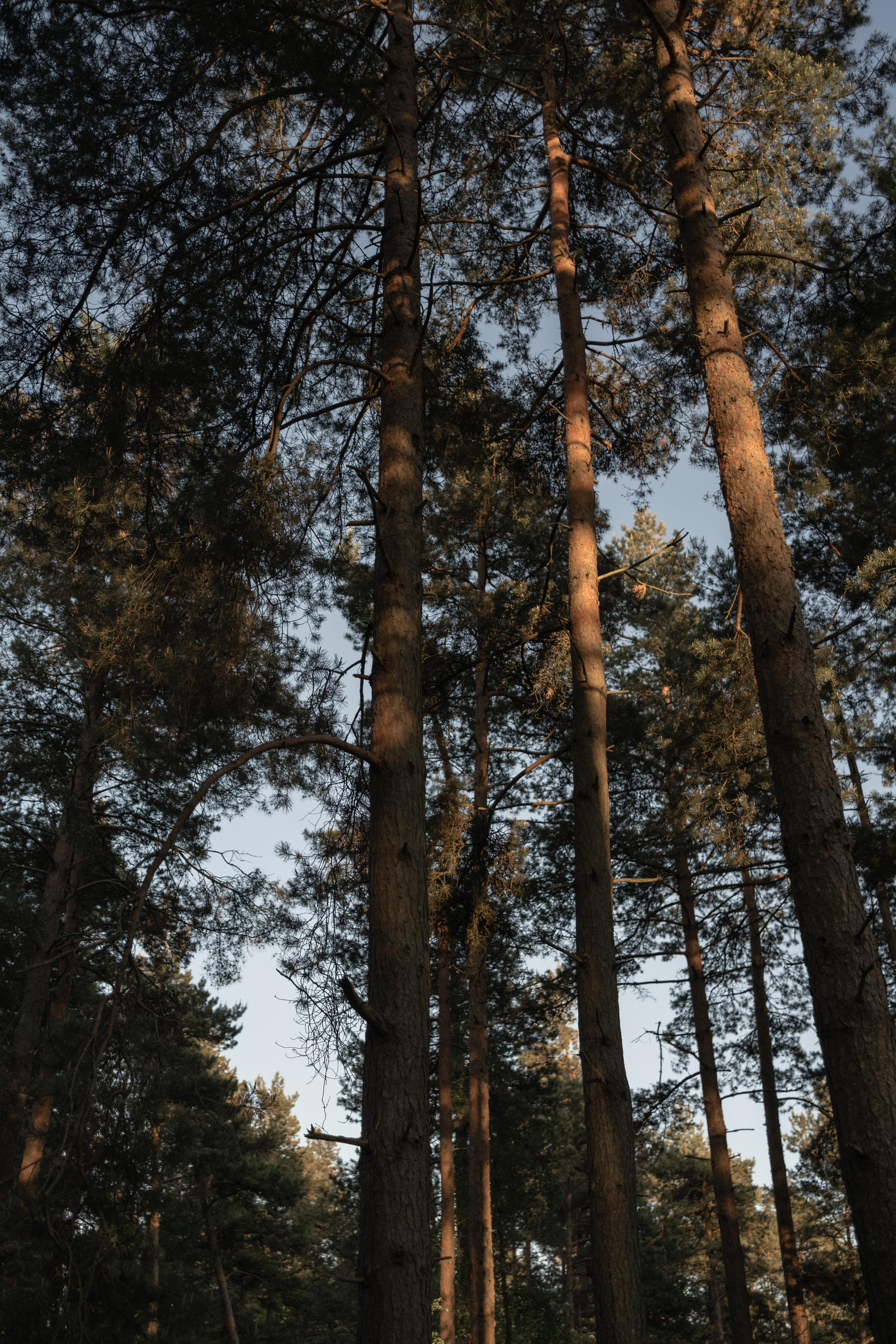 Нора и Андрей. Свадебный и семейный фотограф в Калининграде Алина Свиклан