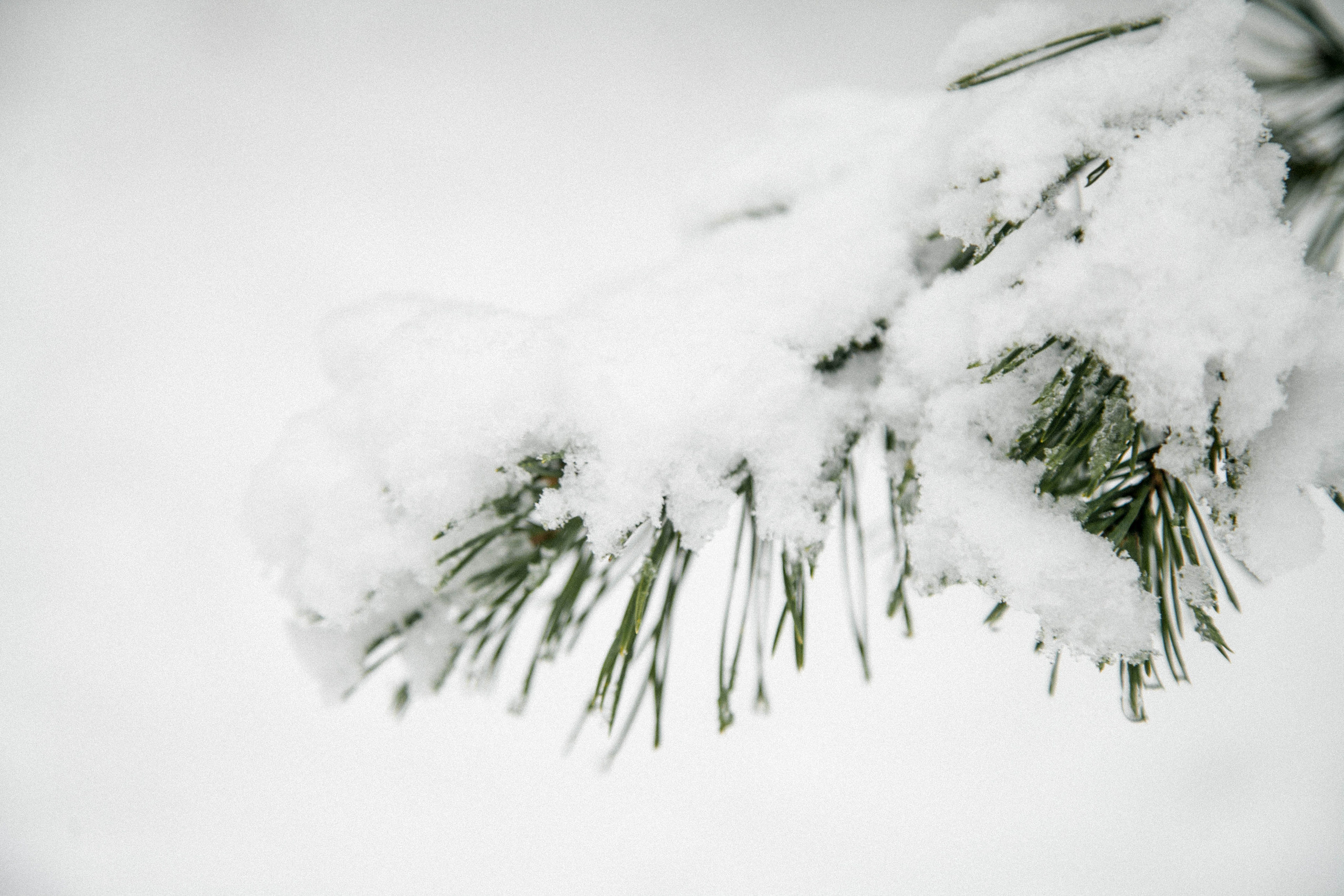 ~ Зимние фотосессии. Информация ~
