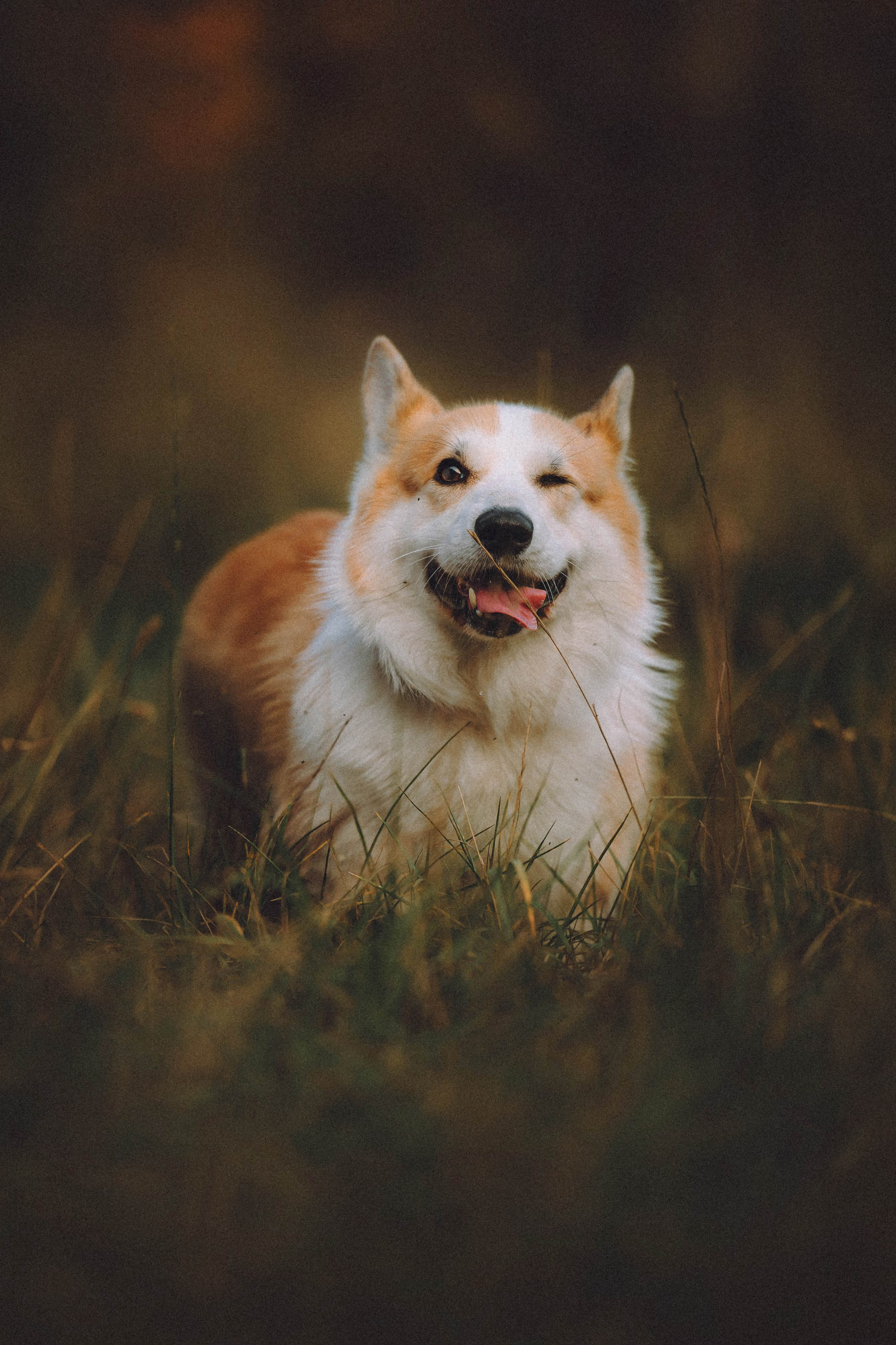 Арчи и его семья