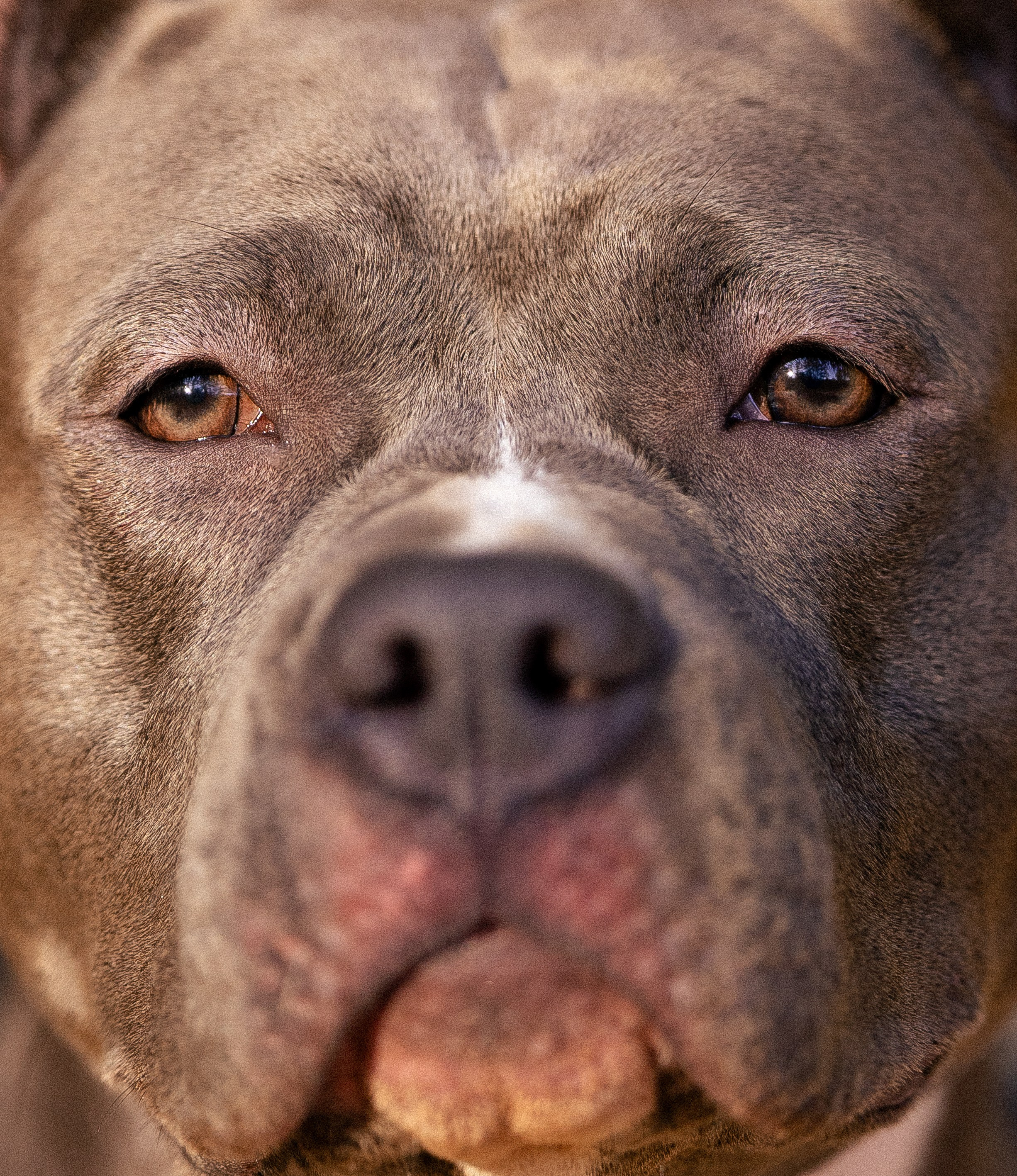 Катя, Леша, Лея и Трой. Фотограф и видеограф анималист Аганина Дарья