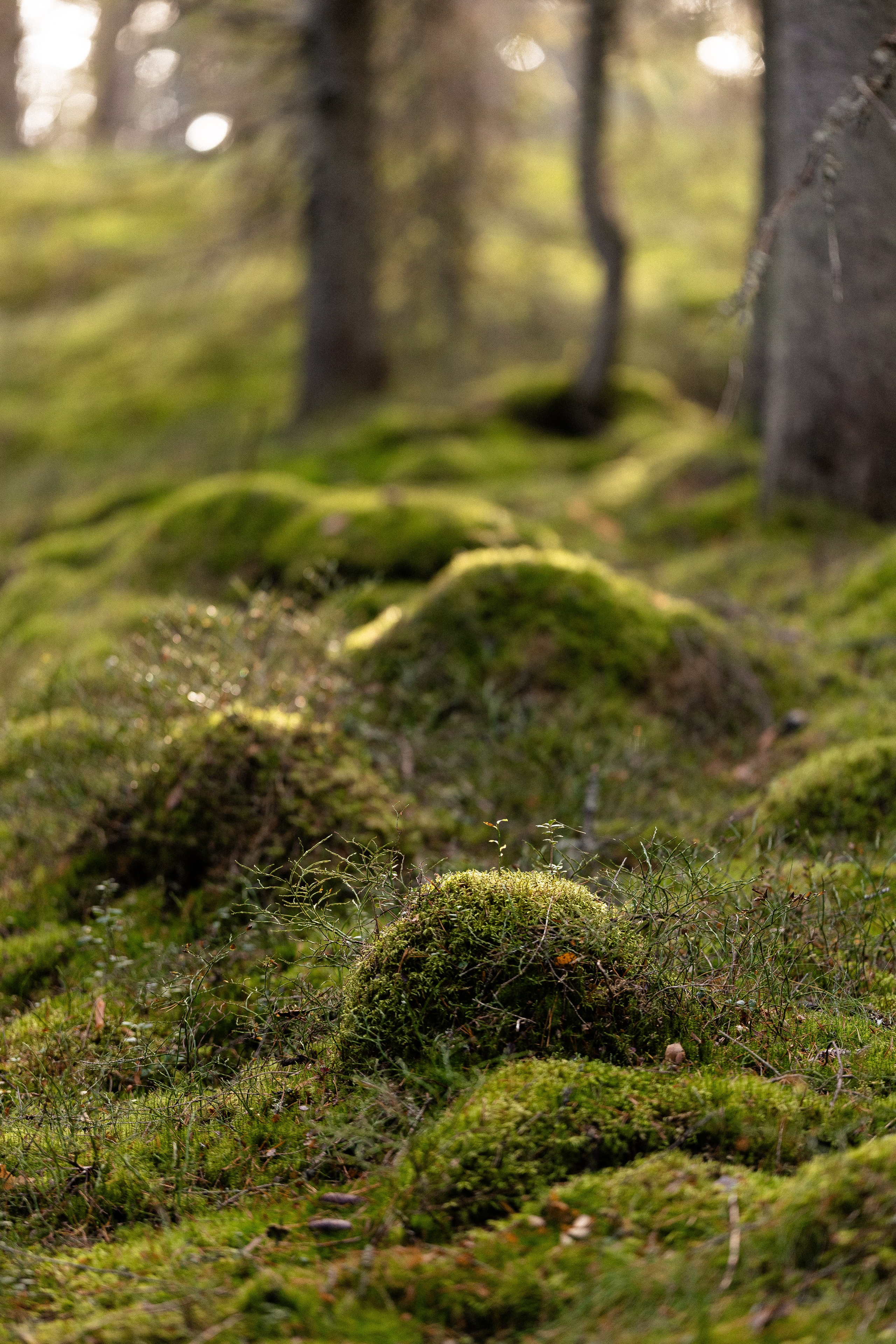 Karelia. Фотограф и видеограф анималист Аганина Дарья