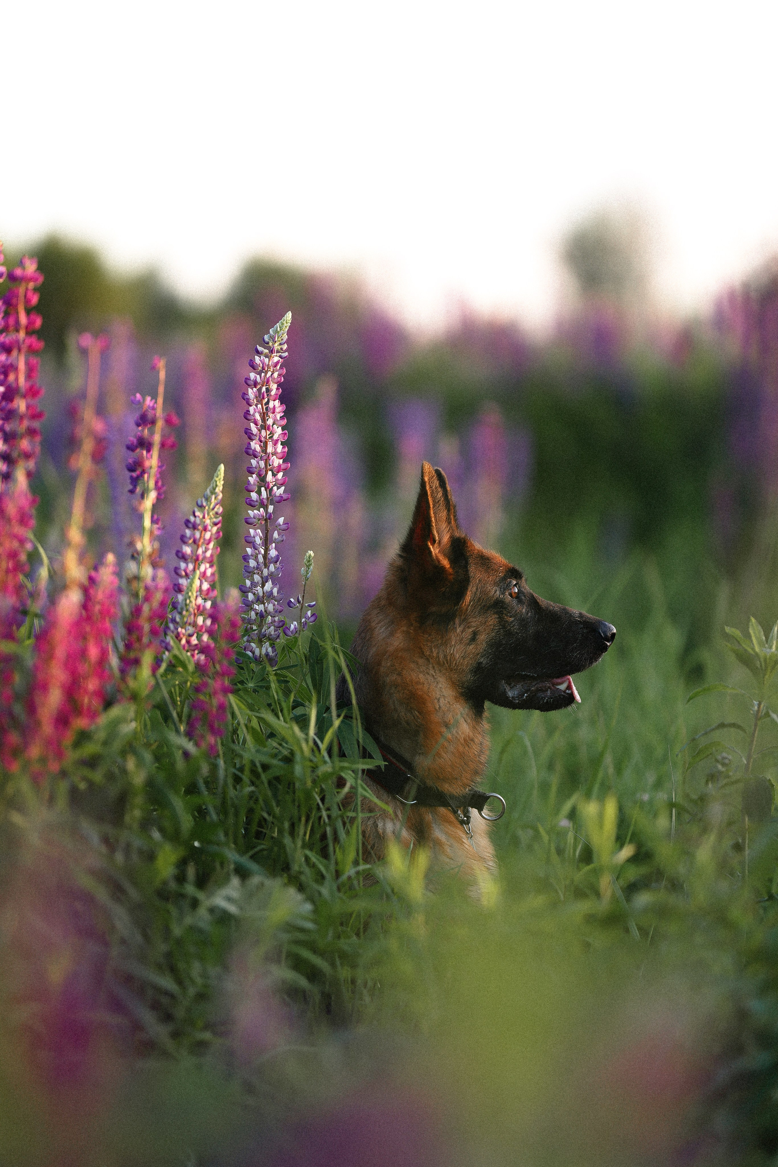 Тео и Гуччи. Фотограф и видеограф анималист Аганина Дарья
