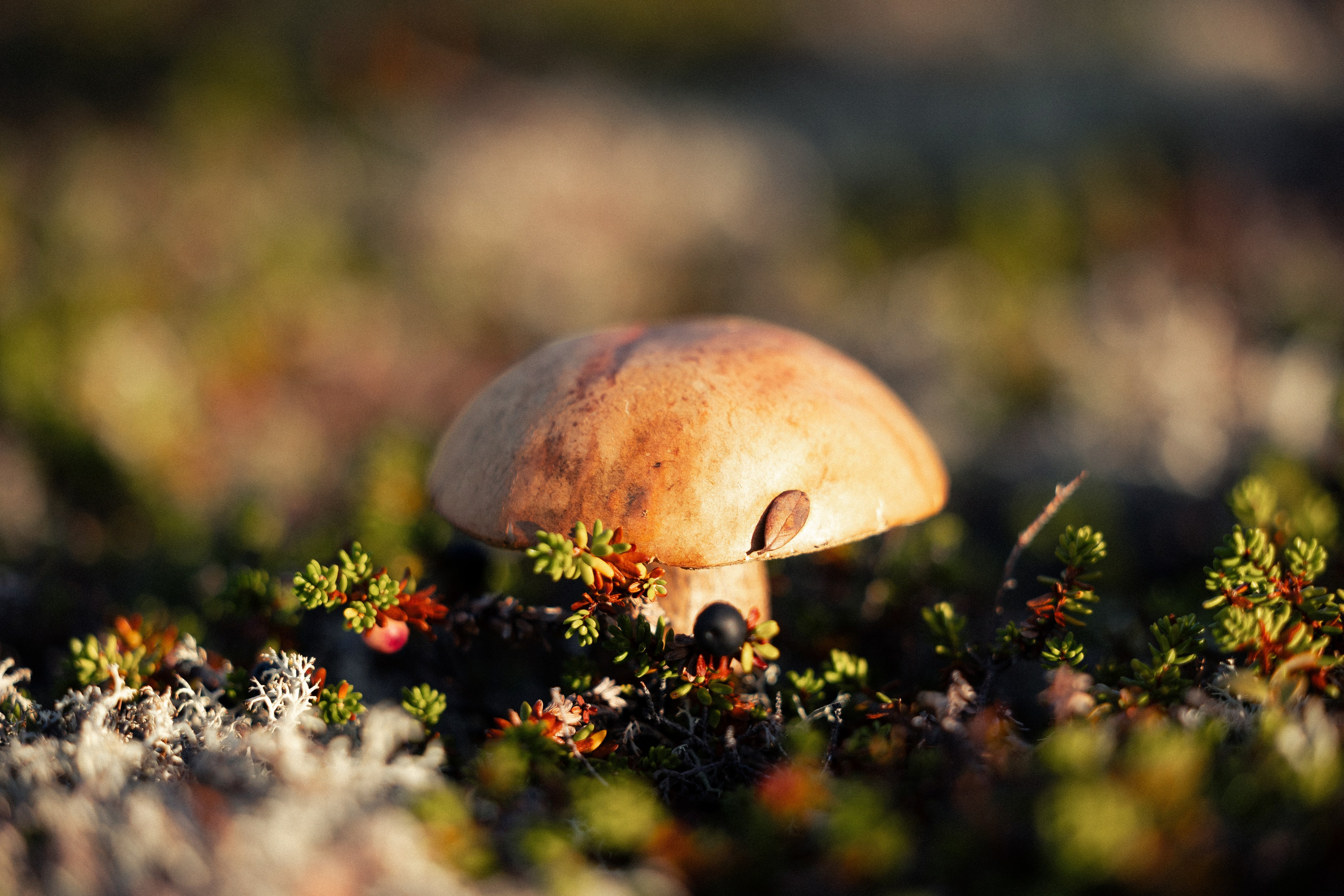 Кольский. Фотограф и видеограф анималист Аганина Дарья