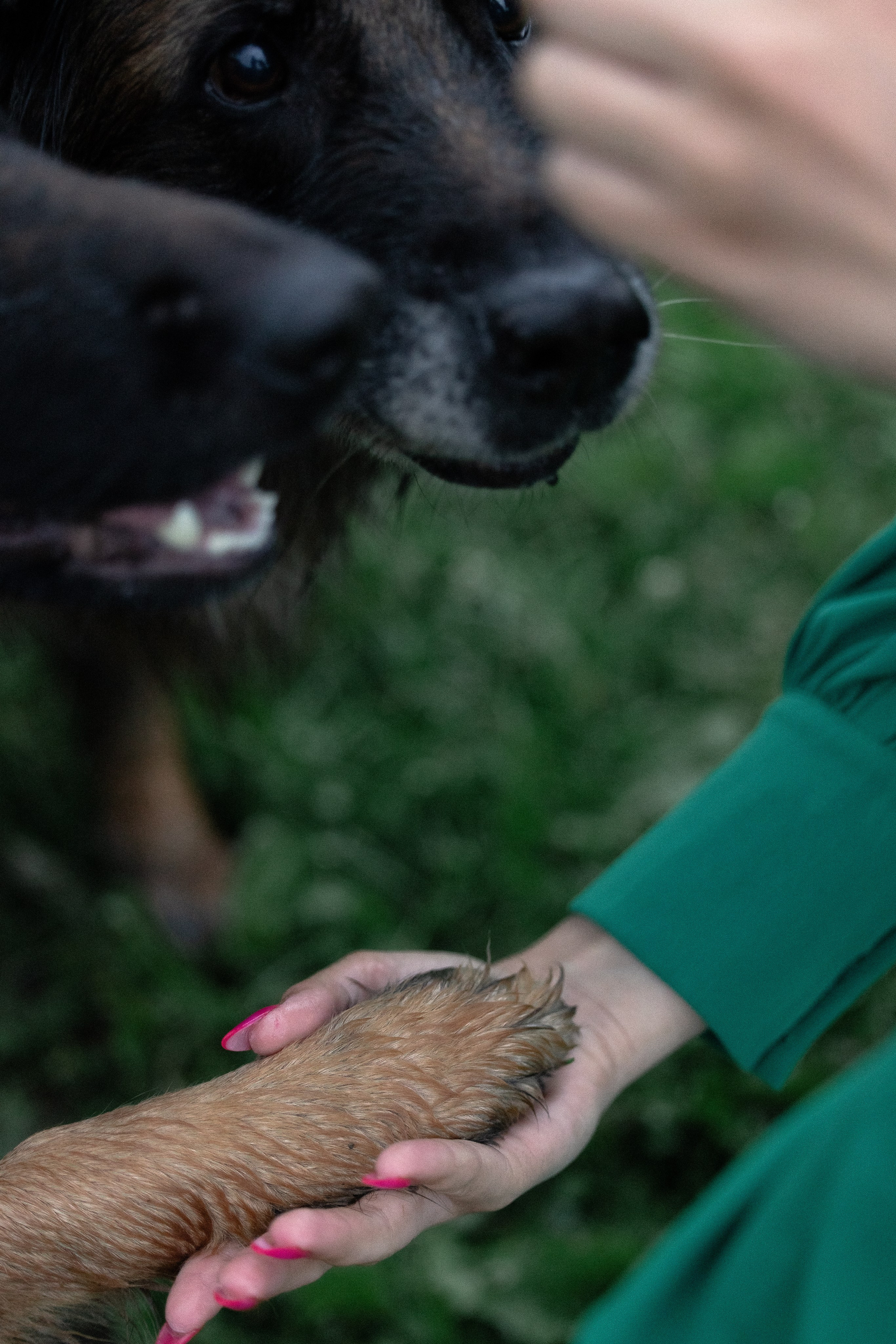 Алена, Фанни и Фрея. Фотограф и видеограф анималист Аганина Дарья