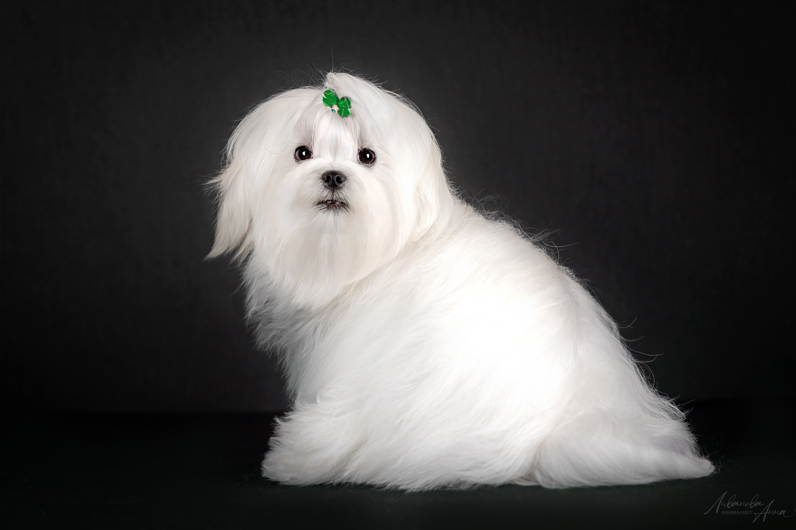 Мальтезе. Фотограф анималист Аня Ливанова | Рыбинск