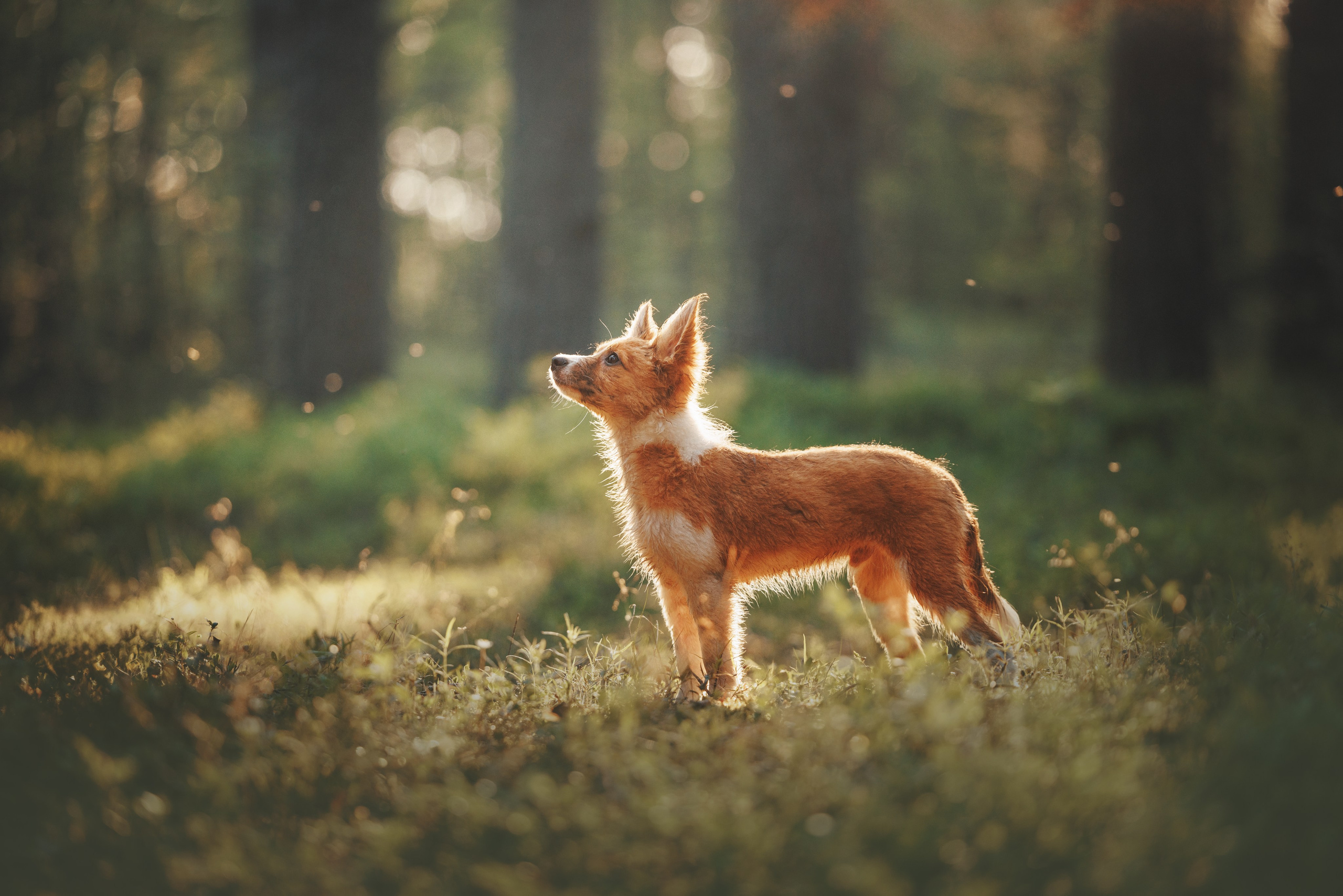 Токи, Янки, Лось, Мако и Рин. Фотограф анималист Осипчикова Мария