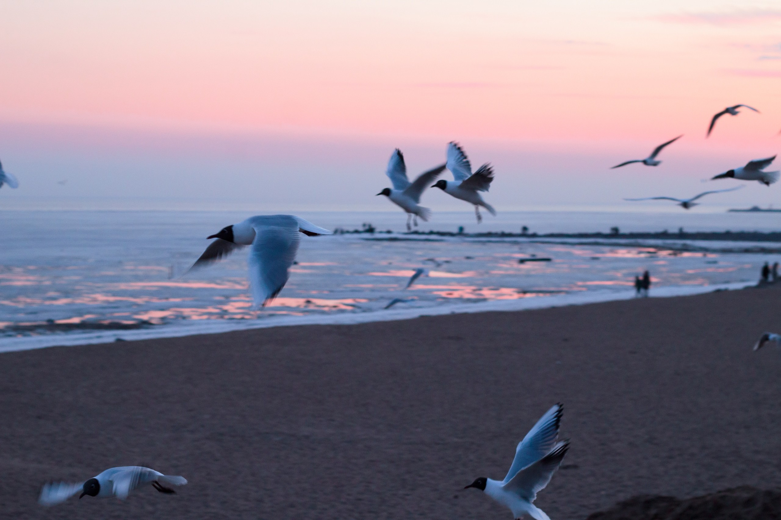 Saint-Peterburg. ФОТОГРАФ ANASTASIA KOSHELEVA