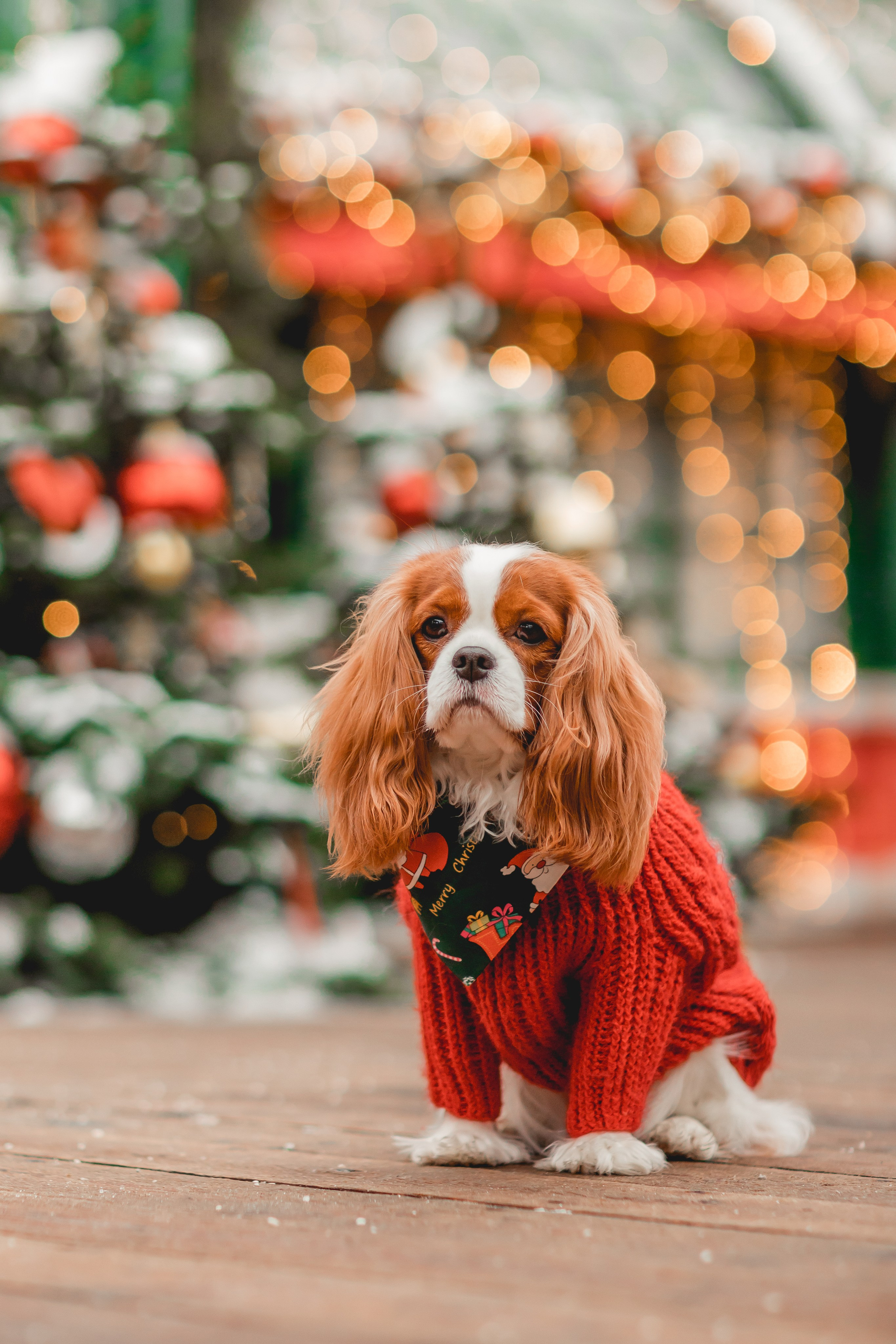 Татьяна и Хэппи. Семейный фотограф анималист Мария Крючкова