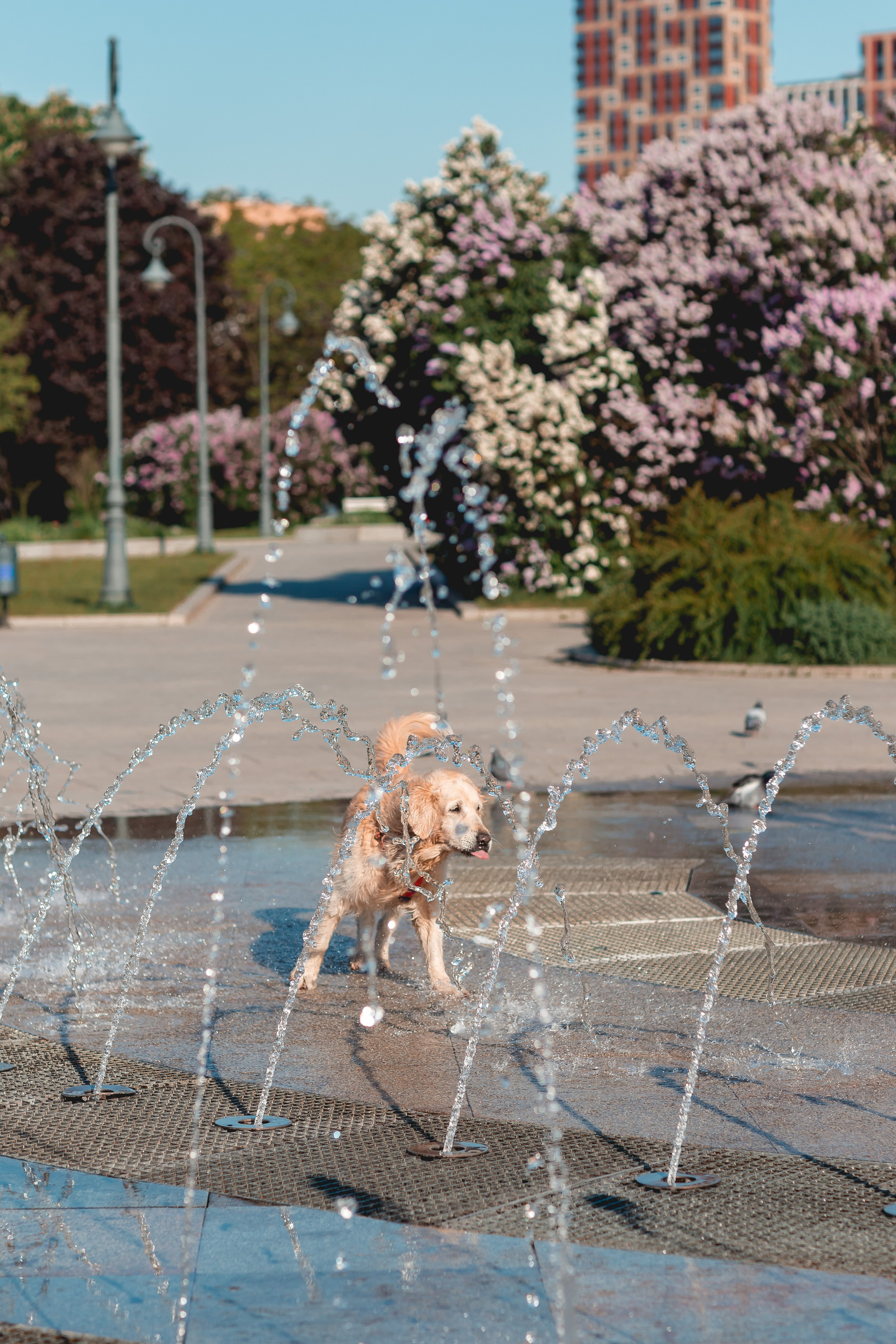 Ира, Альма и Белла. Семейный фотограф анималист Мария Крючкова