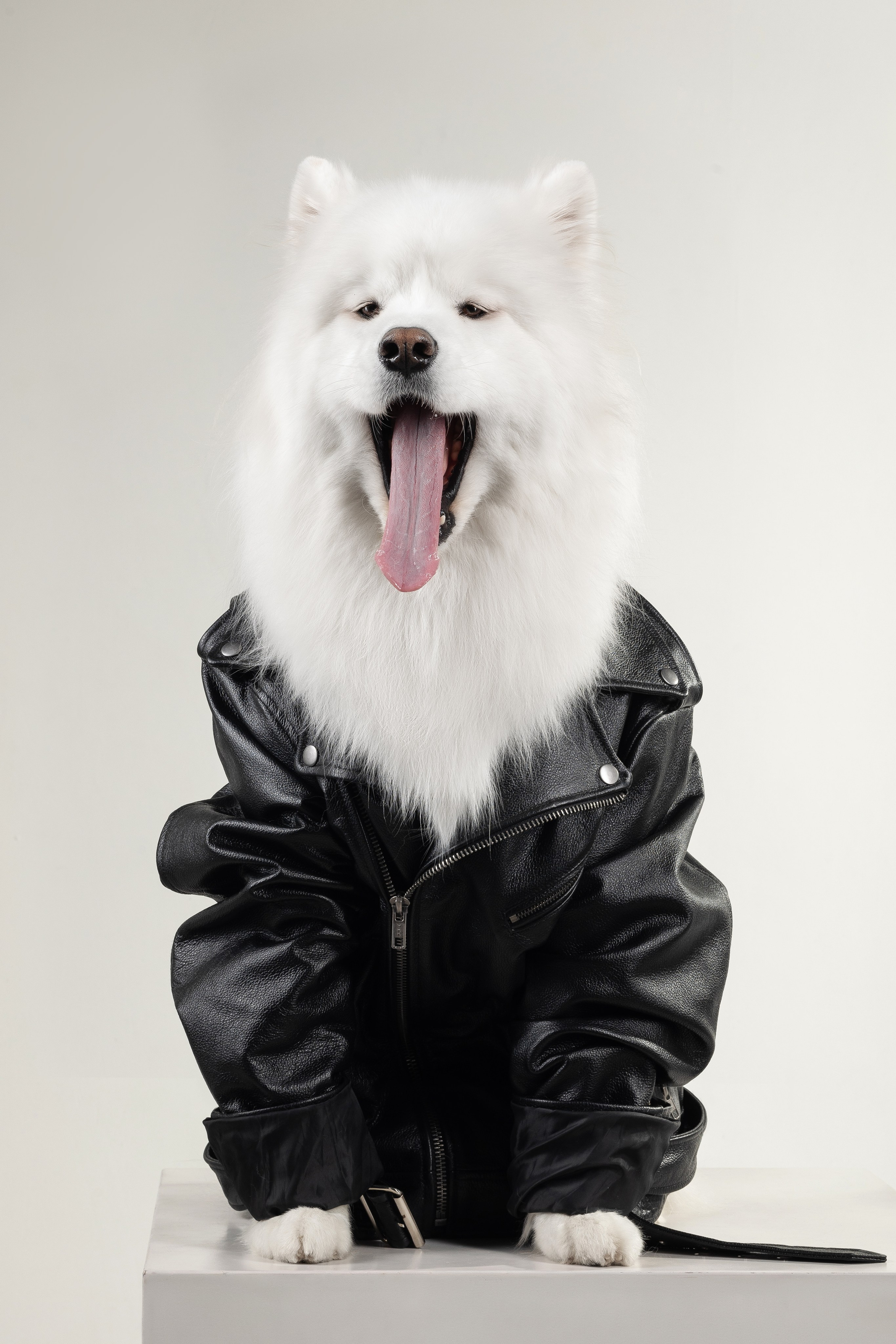 Самоеды в студии. Фотограф анималист в Москве Майорова Евгения