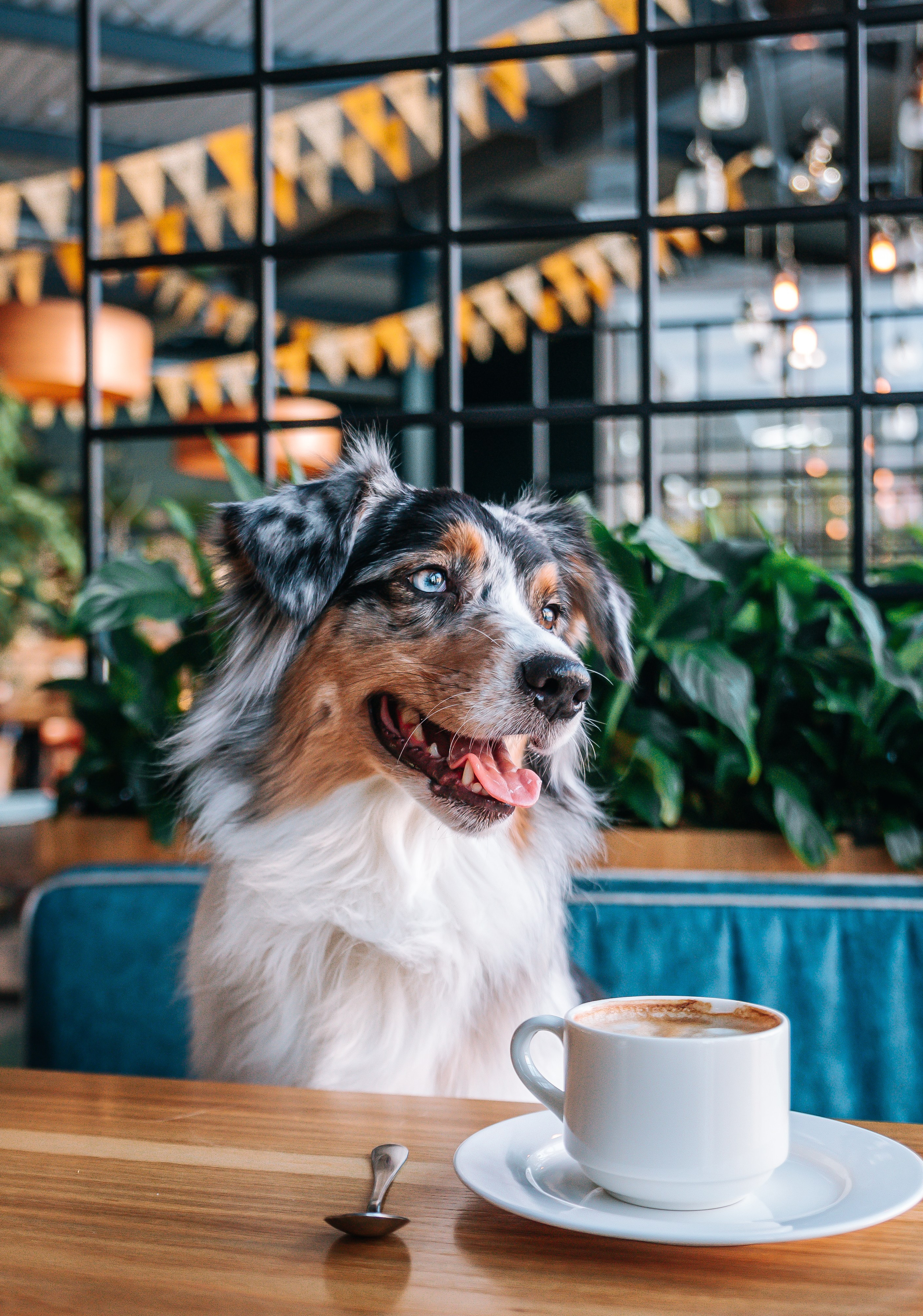 Лиза и Харли в кафе. Главная