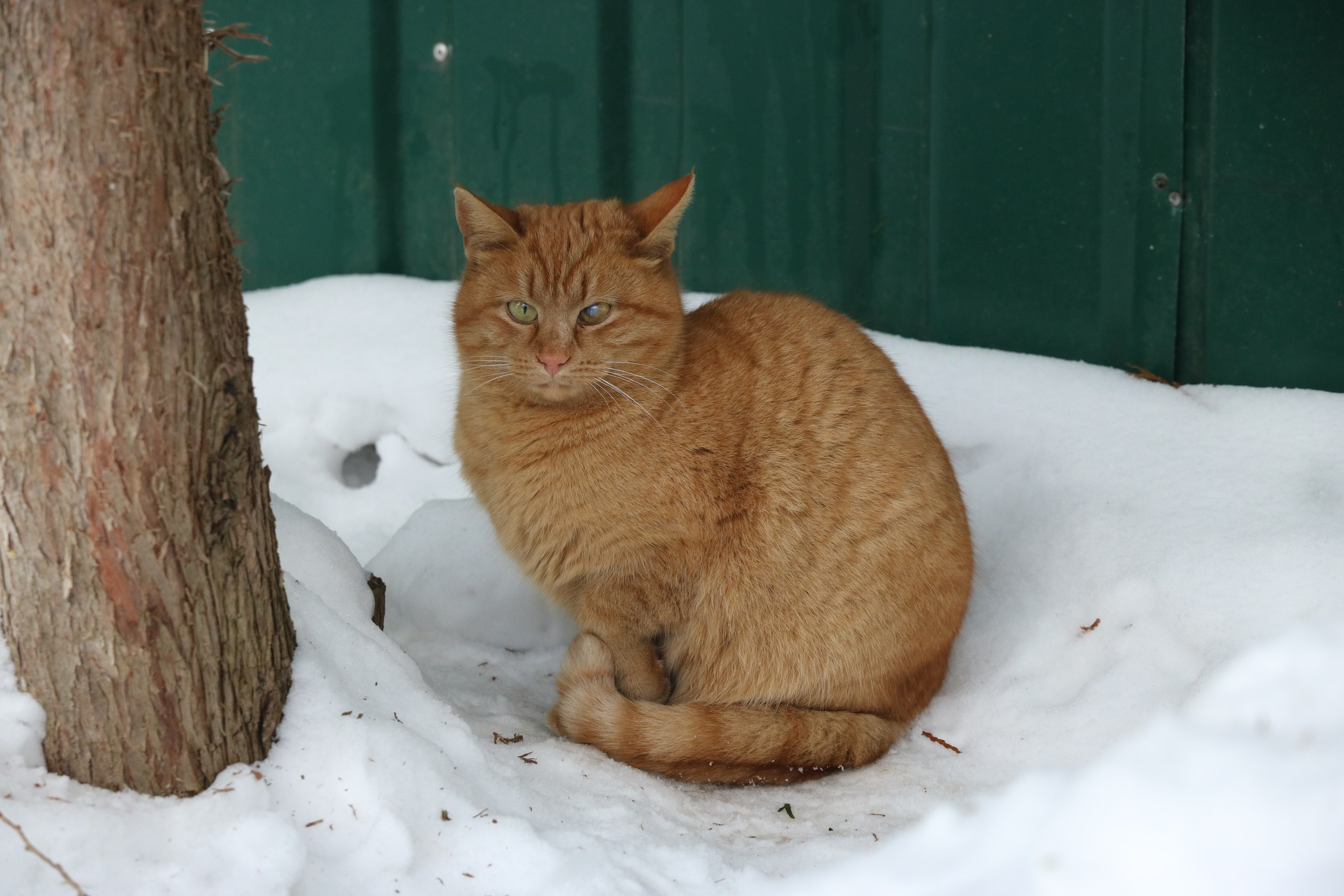 Малоярославец | 11.02.2017. Галерея Фантим