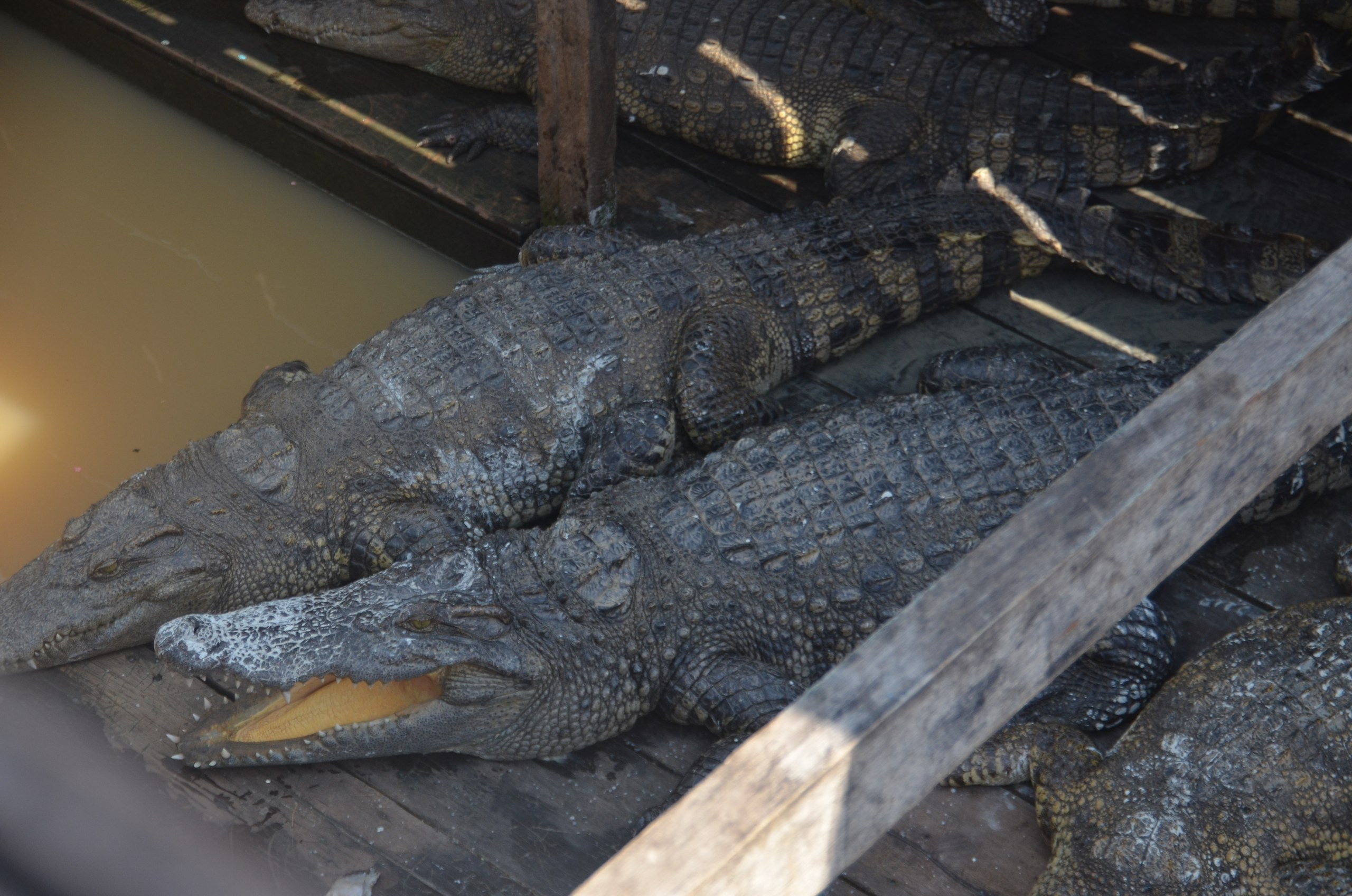 Таиланд |10-25.02.2018. Галерея Фантим