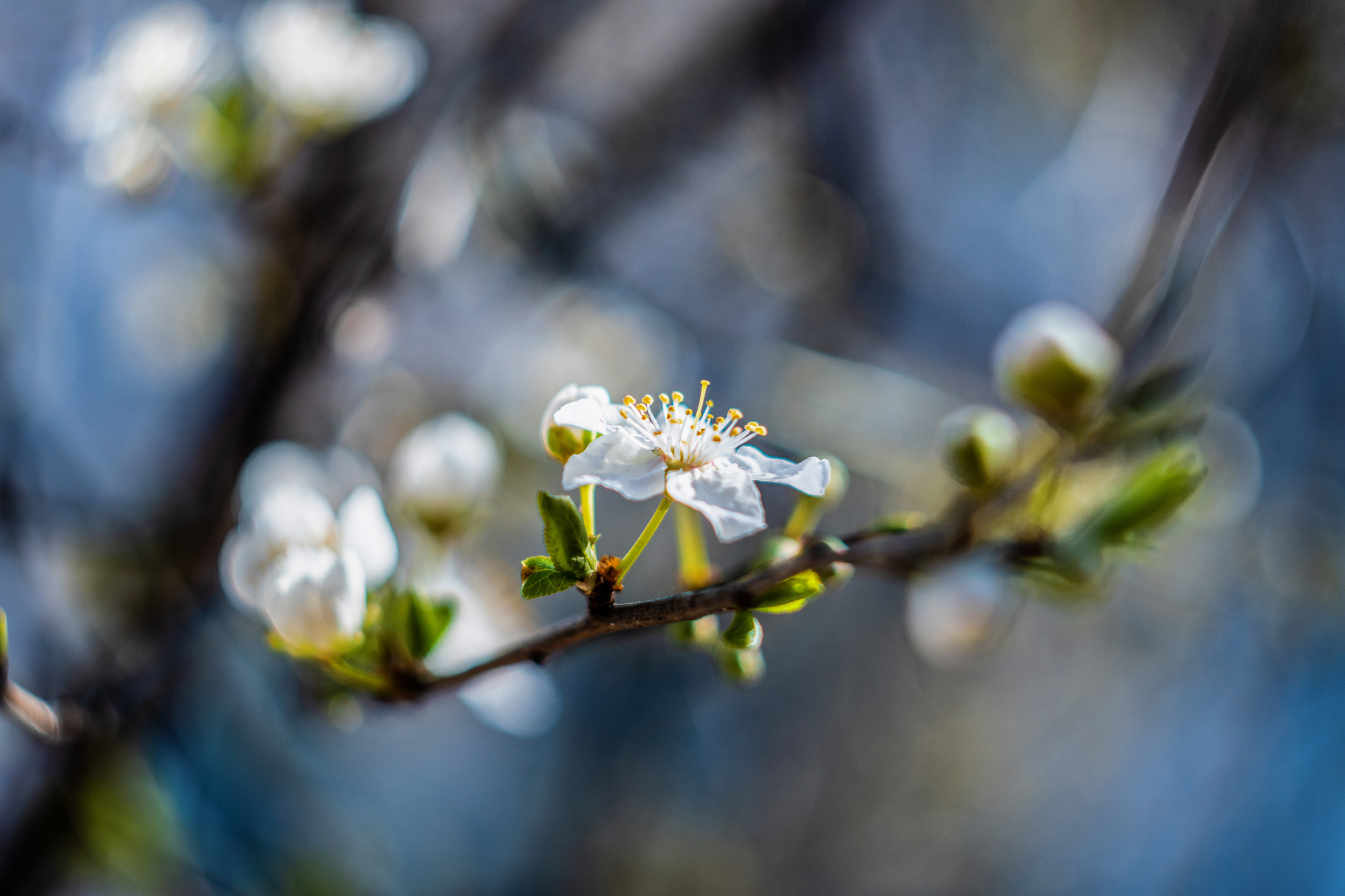 фотограф Севастополь, фотограф в Севастополе, весна в Севастополе, Севастополь, весенняя фотосессия в Севастополе, весенняя фотосессия Севастополь, фотосессия в Севастополе, фотопрогулка в Севастополе