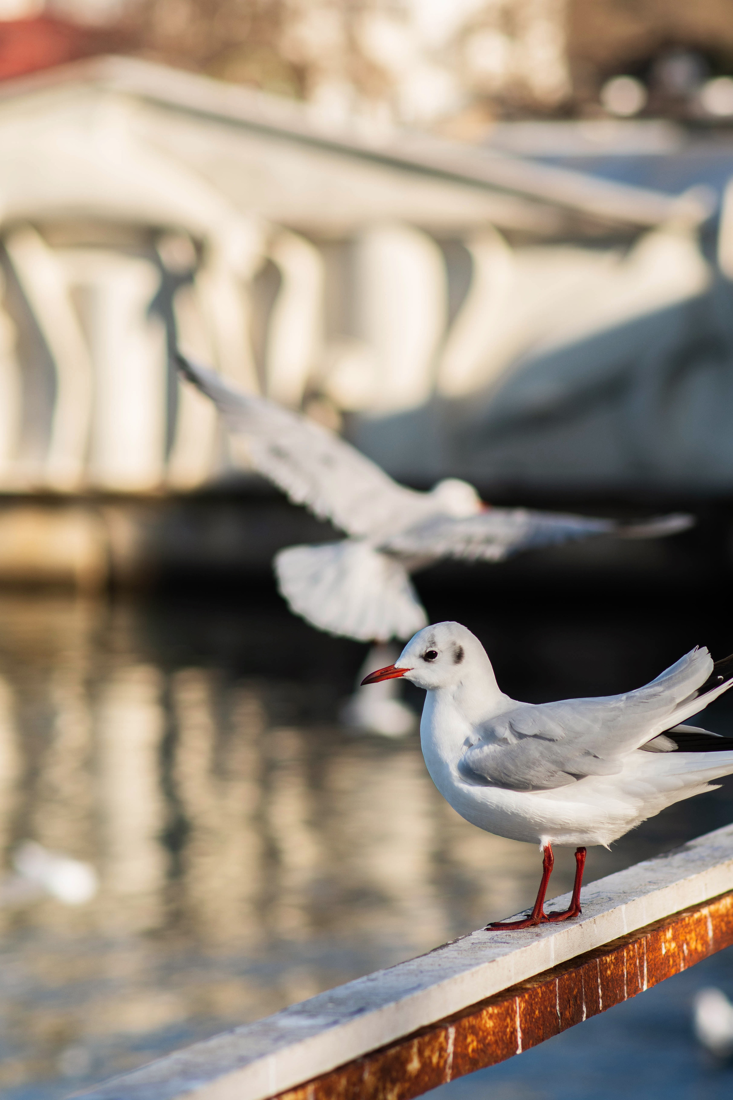 фотограф Севастополь, фотограф в Севастополе, услуги фотографа Севастополь, фотопрогулка в Севастополе, сфотографироваться в Севастополе, красивые места в Севастополе, куда пойти в Севастополе, фотограф Крым, фотосессия в Севастополе, фотосессия Севастополь, центр Севастополя, красивые места в Севастополе, набережная в Севастополе