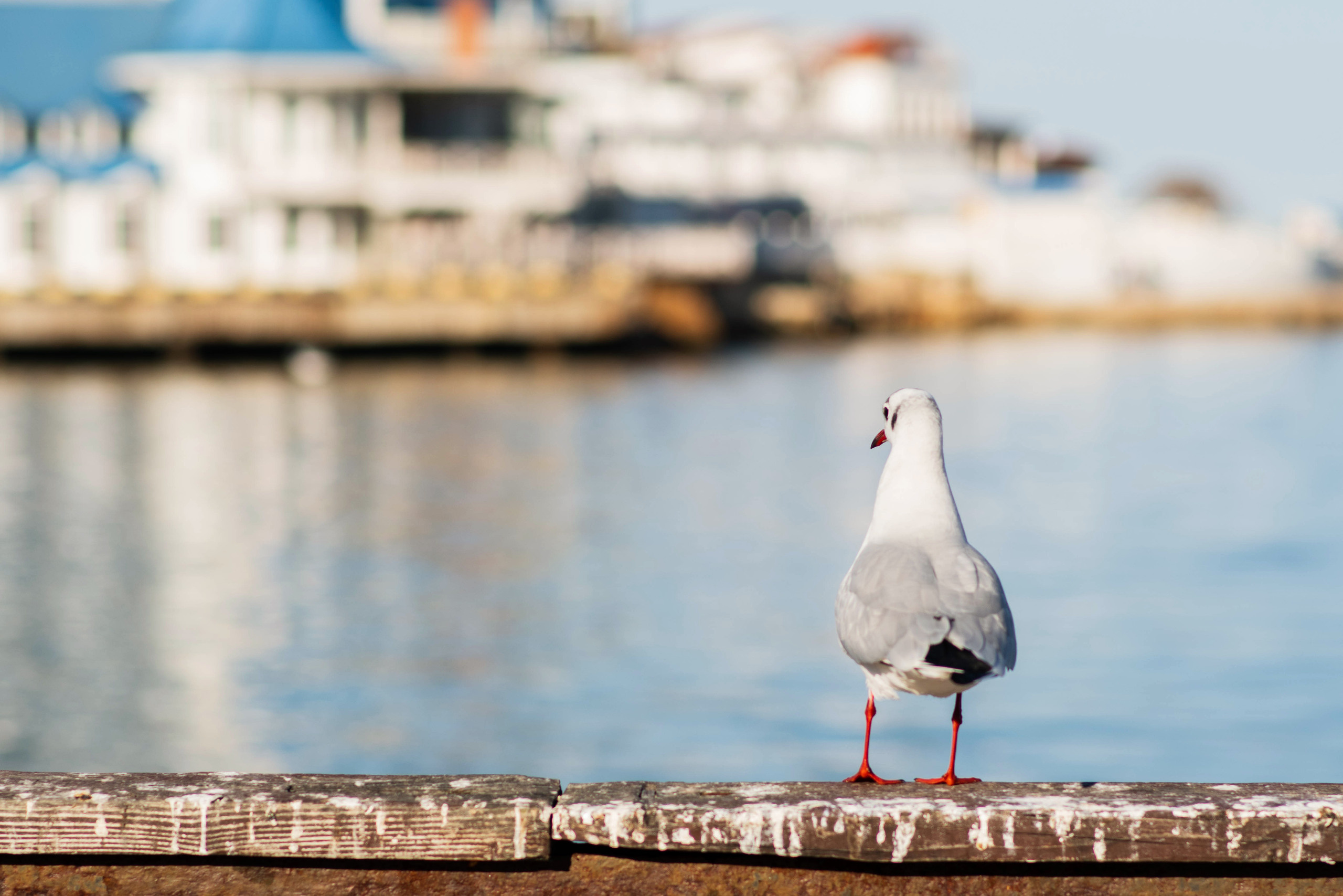 фотограф Севастополь, фотопрогулка в Севастополе, фотограф в Севастополе, фотосессия в Севастополе, Артбухта, Севастополь