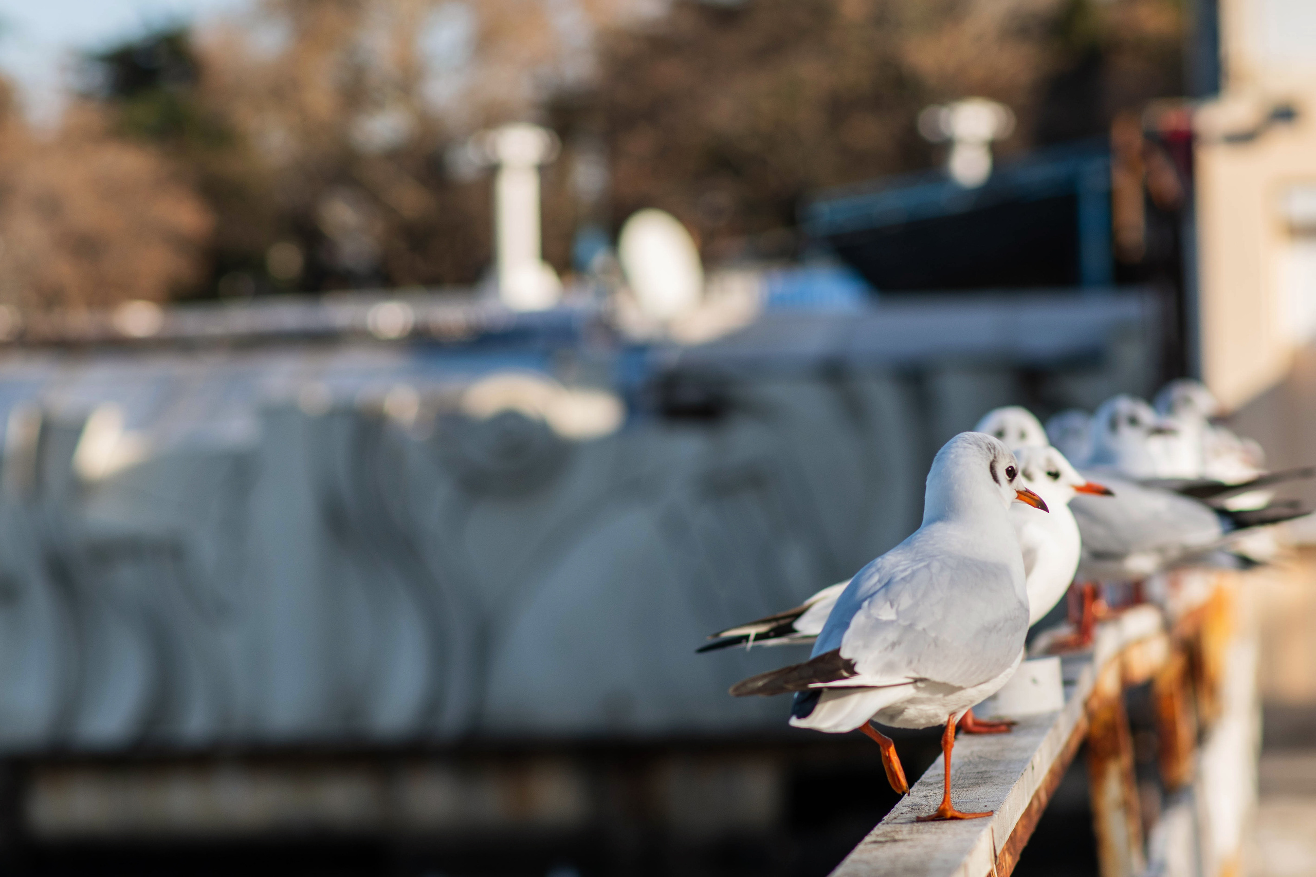 фотограф Севастополь, фотограф в Севастополе, услуги фотографа Севастополь, фотопрогулка в Севастополе, сфотографироваться в Севастополе, красивые места в Севастополе, куда пойти в Севастополе, фотограф Крым, фотосессия в Севастополе, фотосессия Севастополь, центр Севастополя, красивые места в Севастополе, набережная в Севастополе