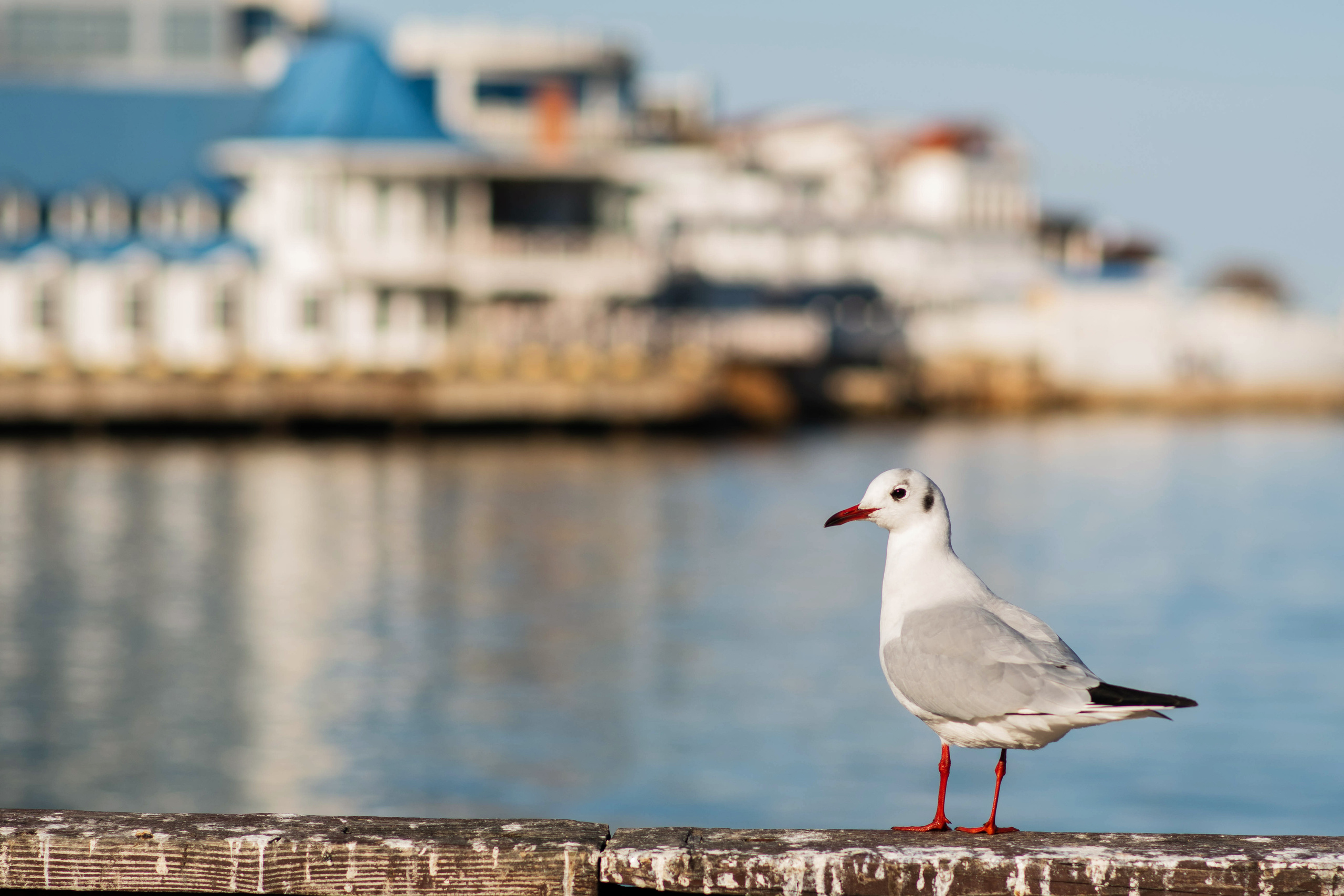 фотограф Севастополь, фотограф в Севастополе, услуги фотографа Севастополь, фотопрогулка в Севастополе, сфотографироваться в Севастополе, красивые места в Севастополе, куда пойти в Севастополе, фотограф Крым, фотосессия в Севастополе, фотосессия Севастополь, центр Севастополя, красивые места в Севастополе, набережная в Севастополе