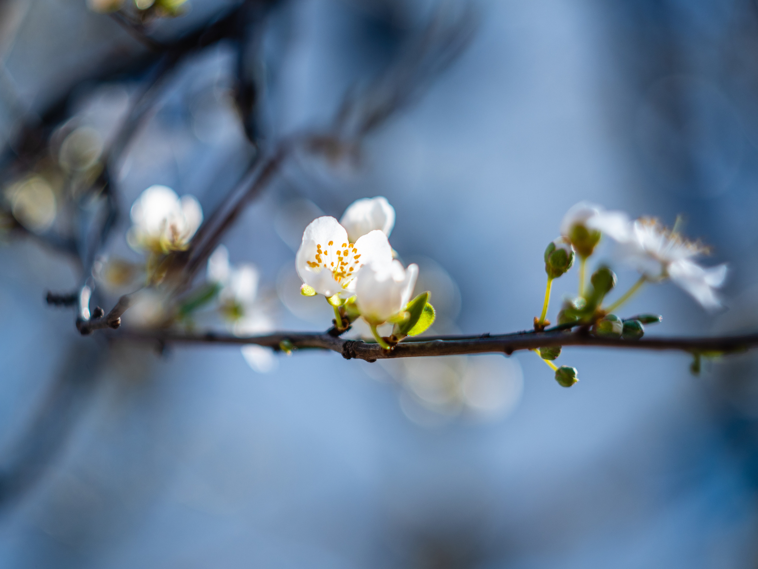 фотограф Севастополь, фотограф в Севастополе, весна в Севастополе, Севастополь, весенняя фотосессия в Севастополе, весенняя фотосессия Севастополь, фотосессия в Севастополе, фотопрогулка в Севастополе