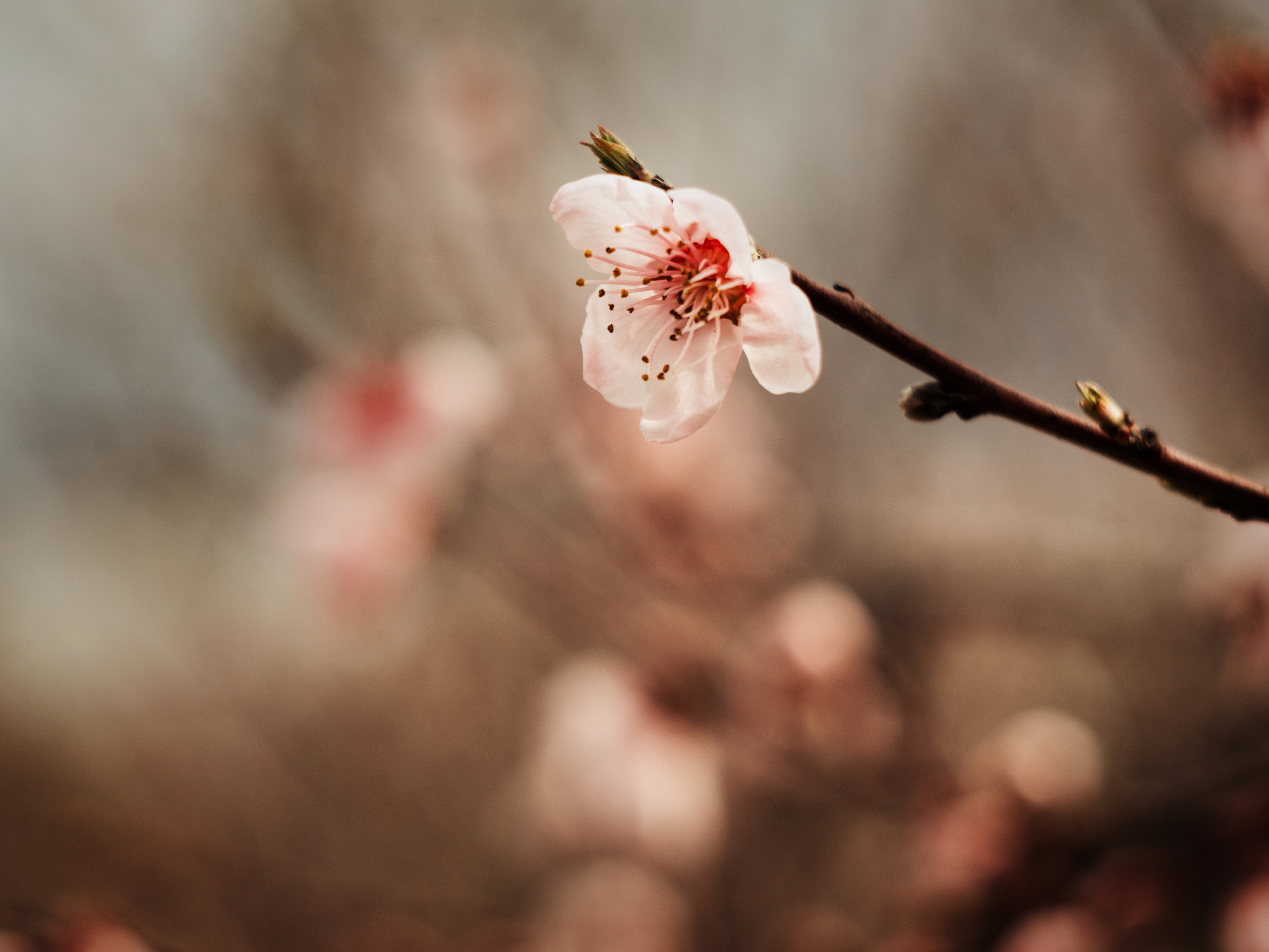 фотосессия в цветущих садах, фотограф Севастополь,  фотограф в Севастополе,  фотосессия в цветущих персиках,  фотосессия в персиковых садах, весенняя фотосессия, персиковый сад Севастополь,  персиковые сады Севастополь