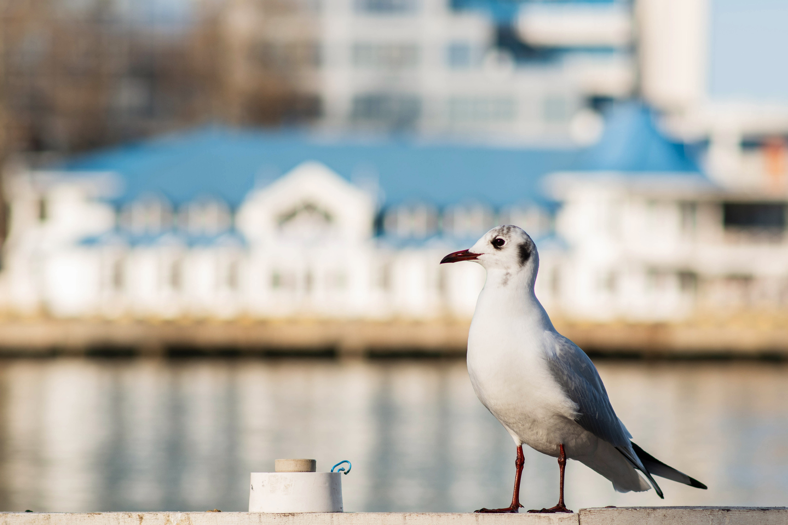 фотограф Севастополь, фотограф в Севастополе, услуги фотографа Севастополь, фотопрогулка в Севастополе, сфотографироваться в Севастополе, красивые места в Севастополе, куда пойти в Севастополе, фотограф Крым, фотосессия в Севастополе, фотосессия Севастополь, центр Севастополя, красивые места в Севастополе, набережная в Севастополе