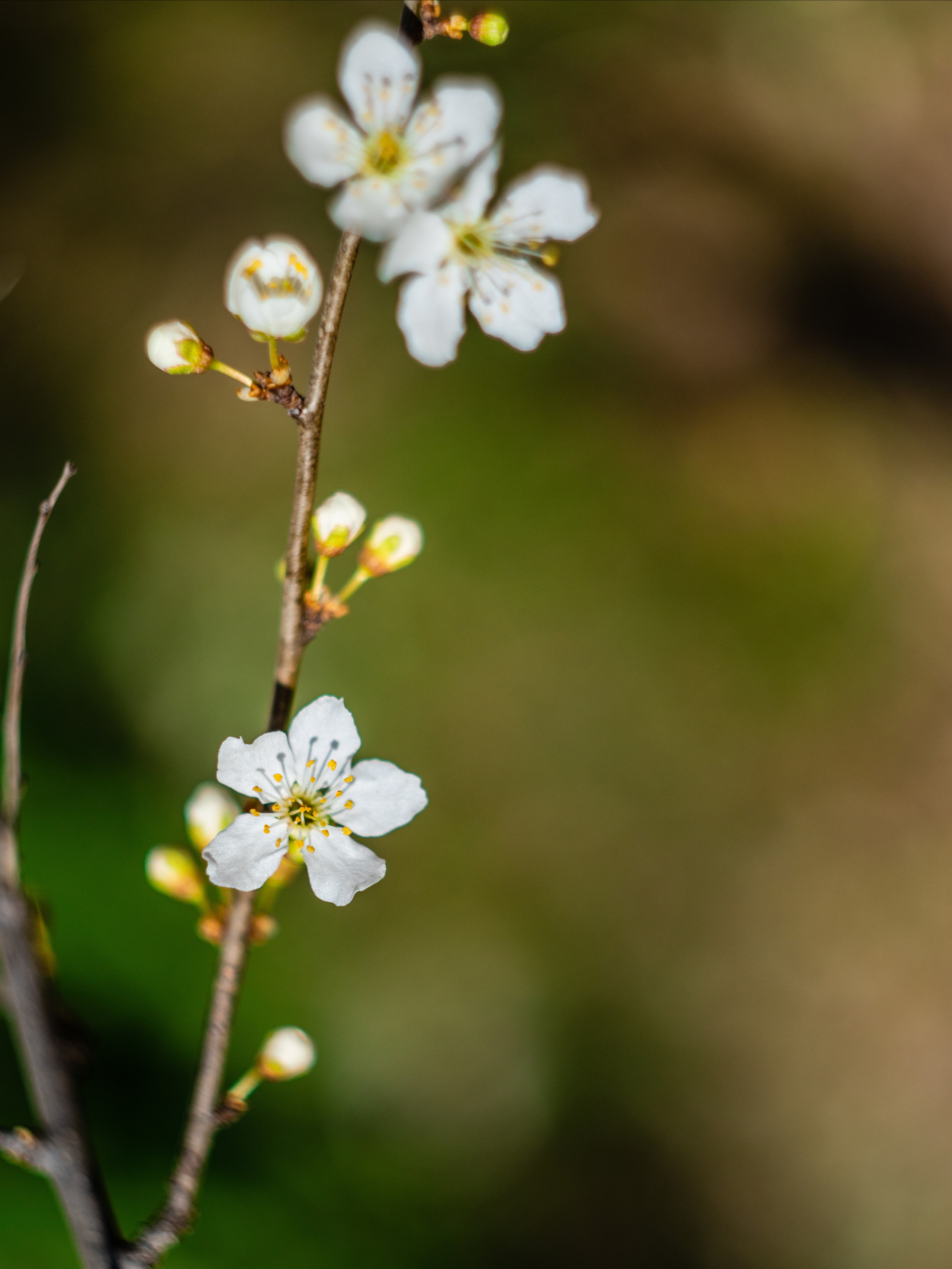 фотограф Севастополь, фотограф в Севастополе, весна в Севастополе, Севастополь, весенняя фотосессия в Севастополе, весенняя фотосессия Севастополь, фотосессия в Севастополе, фотопрогулка в Севастополе