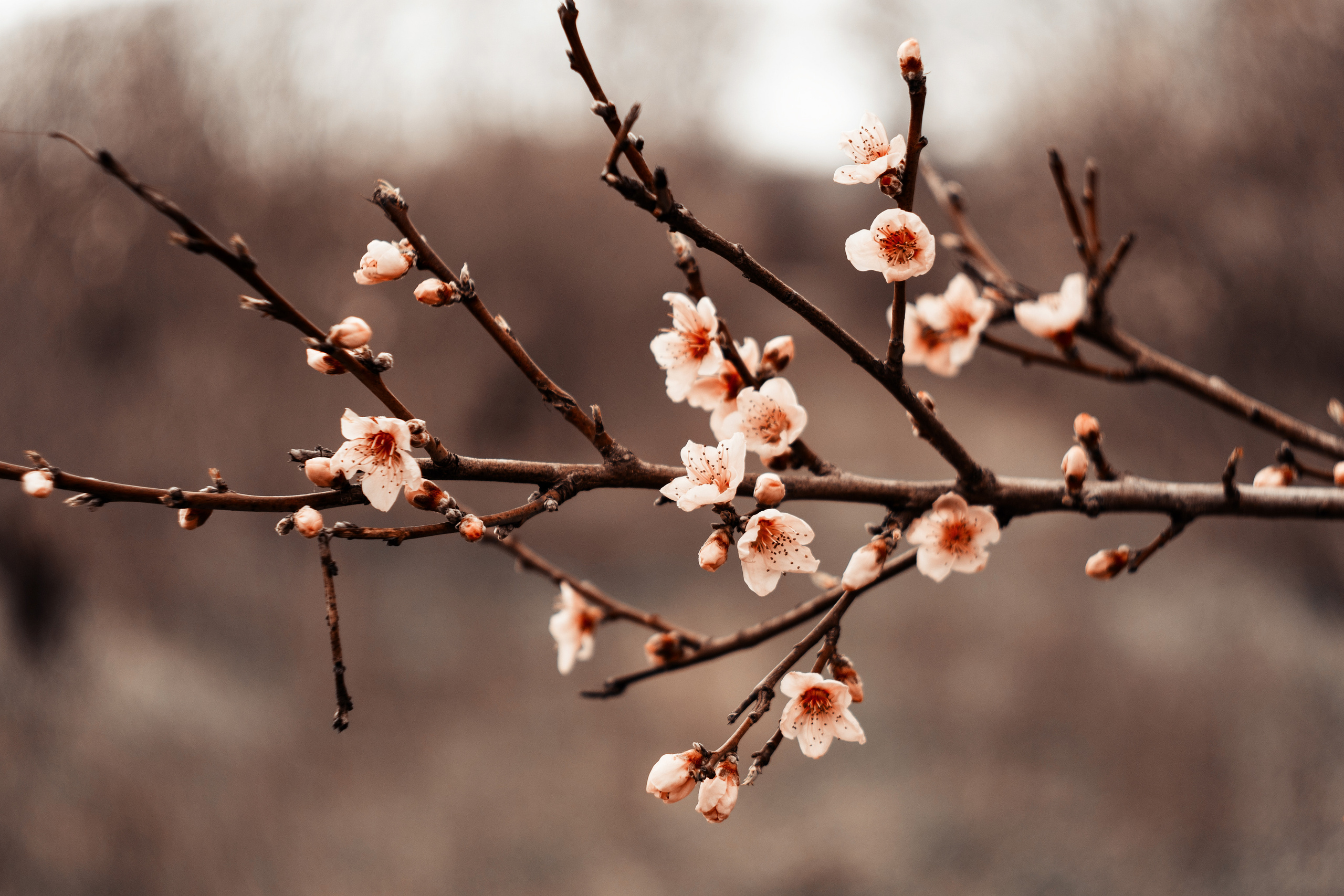 фотосессия в цветущих садах, фотограф Севастополь,  фотограф в Севастополе,  фотосессия в цветущих персиках,  фотосессия в персиковых садах, весенняя фотосессия, персиковый сад Севастополь,  персиковые сады Севастополь