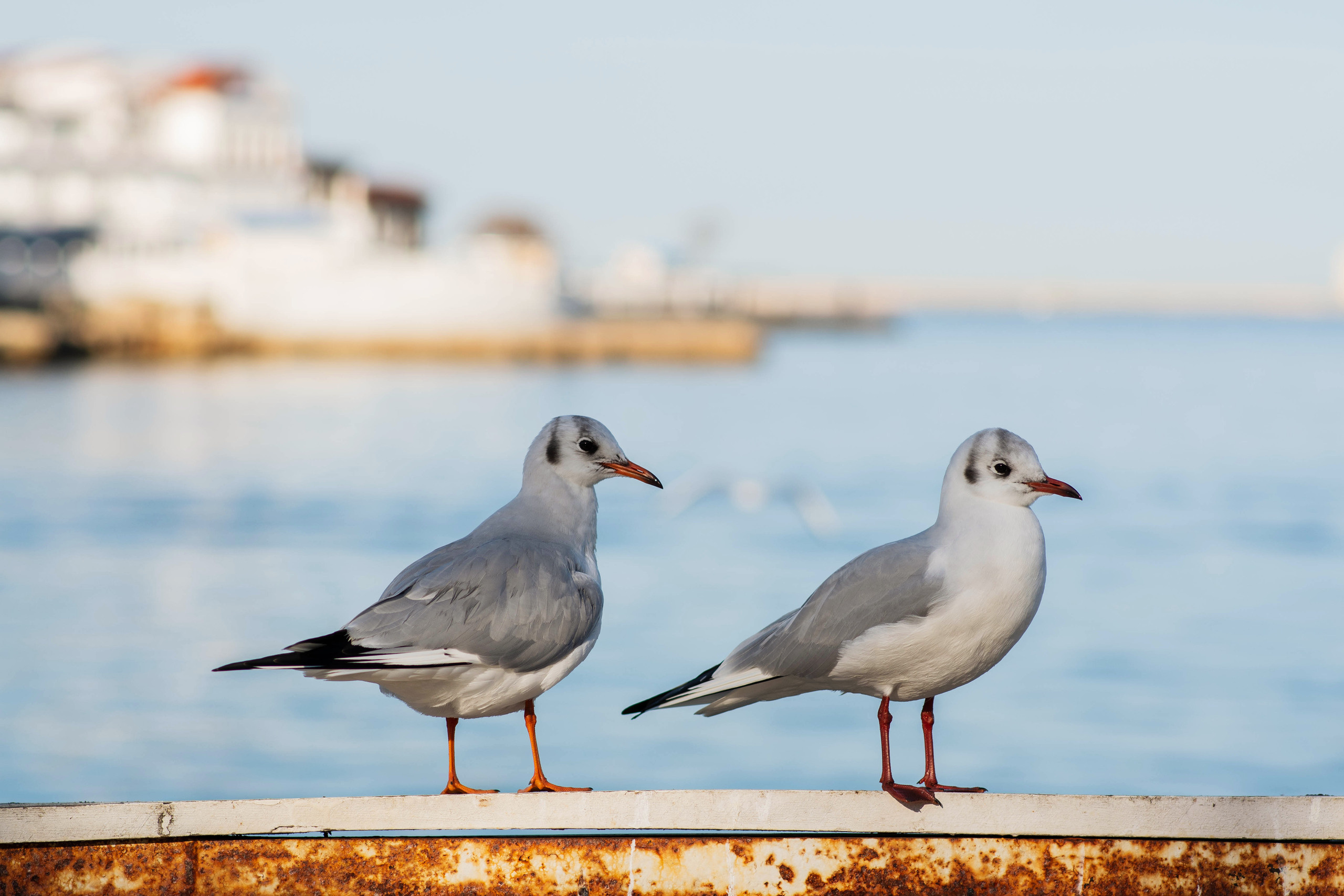 фотограф Севастополь, фотопрогулка в Севастополе, фотограф в Севастополе, фотосессия в Севастополе, Артбухта, Севастополь