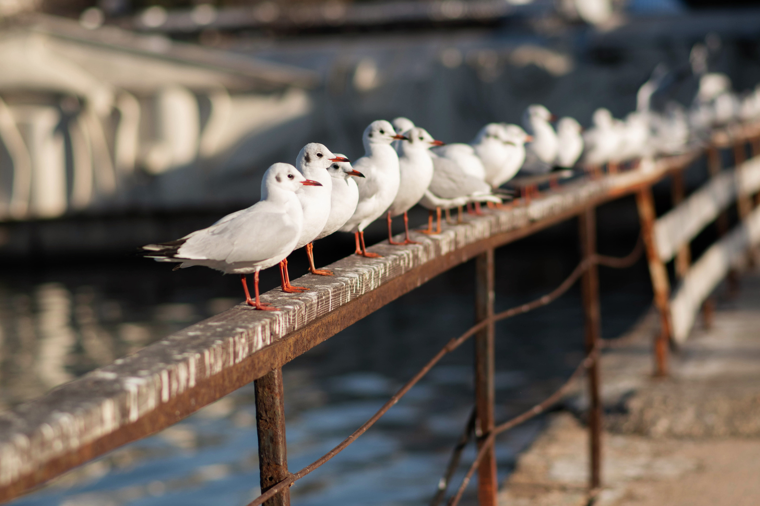 фотограф Севастополь, фотопрогулка в Севастополе, фотограф в Севастополе, фотосессия в Севастополе, Артбухта, Севастополь