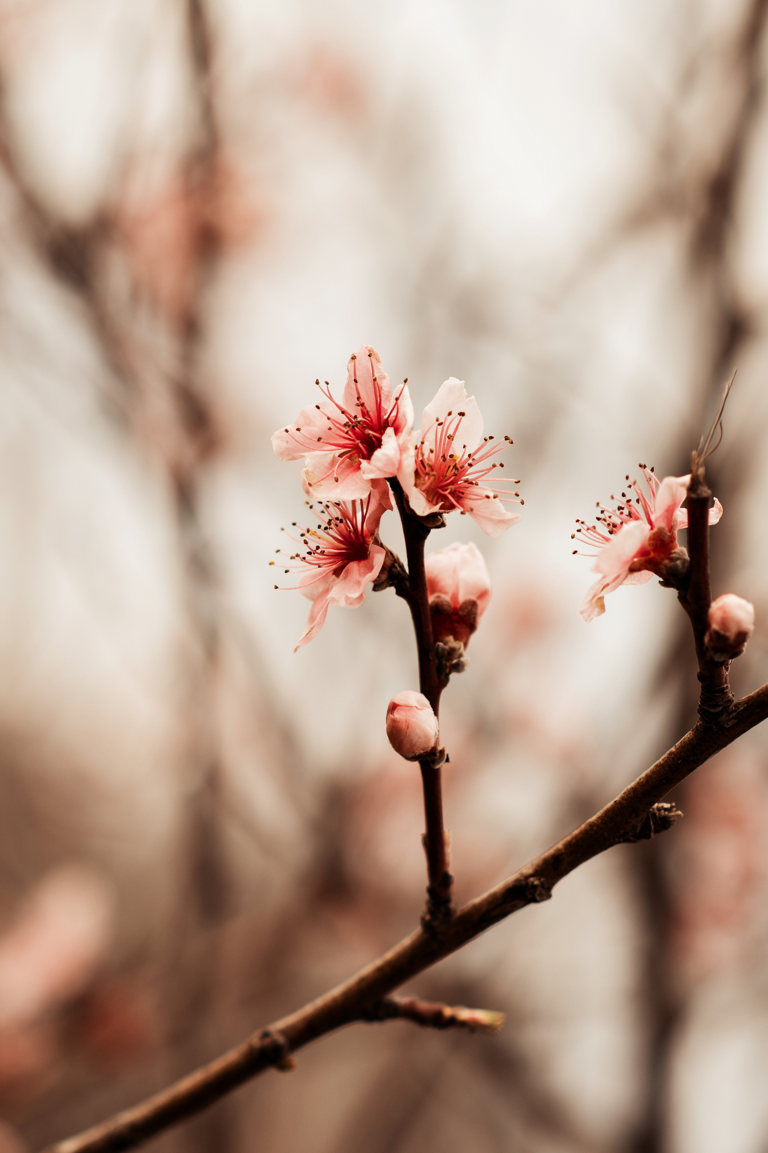 фотосессия в цветущих садах, фотограф Севастополь,  фотограф в Севастополе,  фотосессия в цветущих персиках,  фотосессия в персиковых садах, весенняя фотосессия, персиковый сад Севастополь,  персиковые сады Севастополь