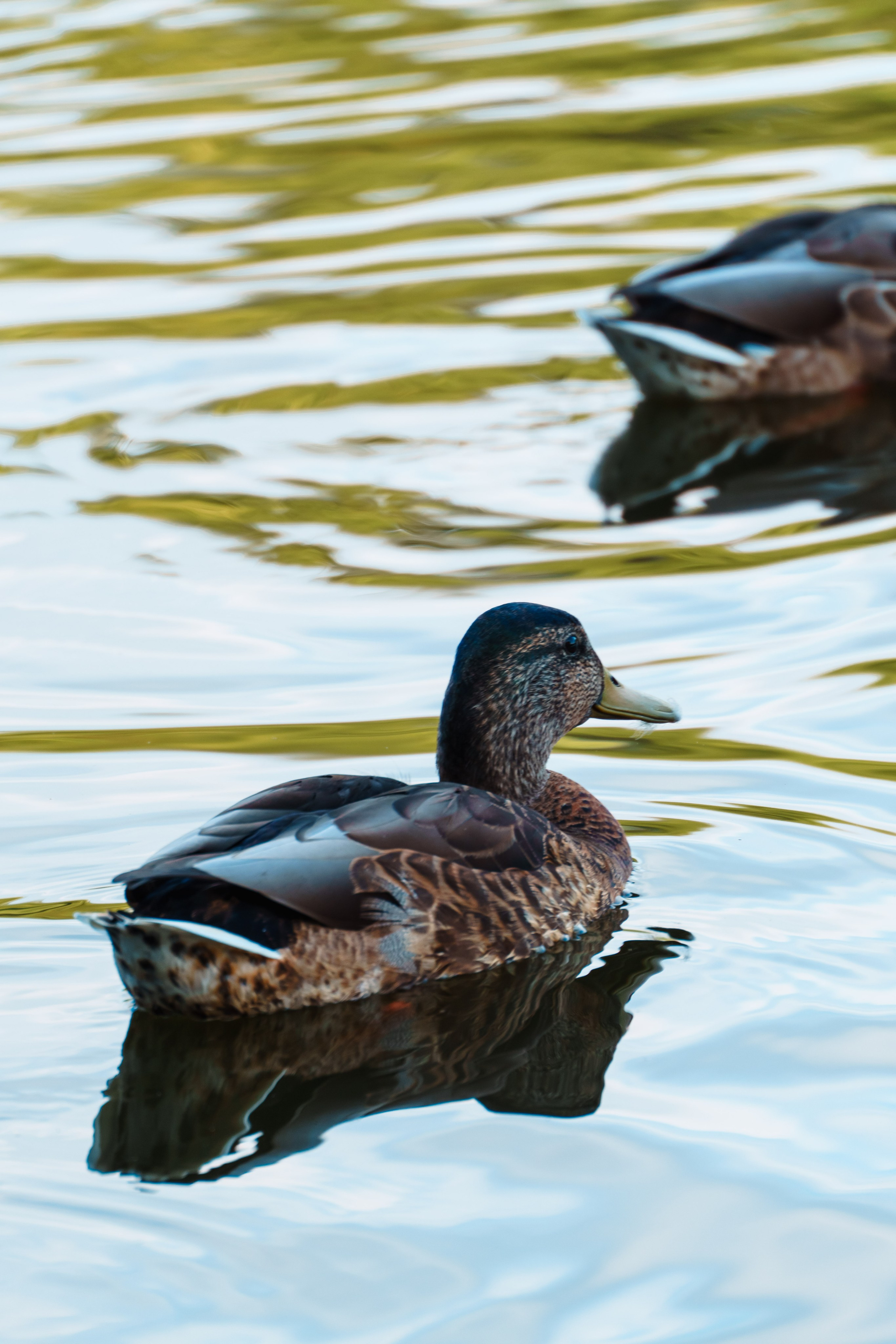 Животные. Фотограф в Санкт-Петербурге Ибрагимова Алина