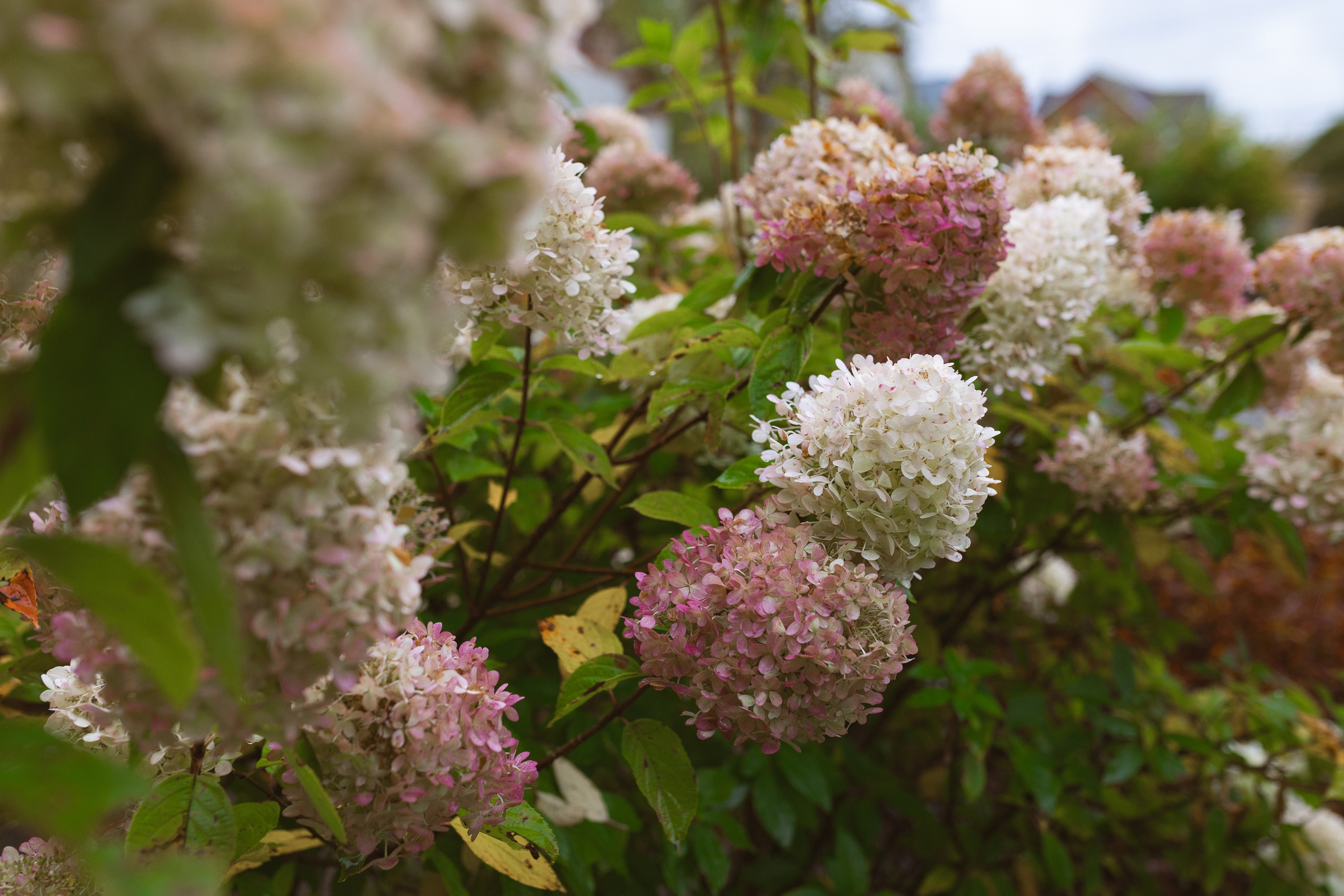 Зеленоградский ЗАГС. Свадебный фотограф Курзина Ольга | Москва