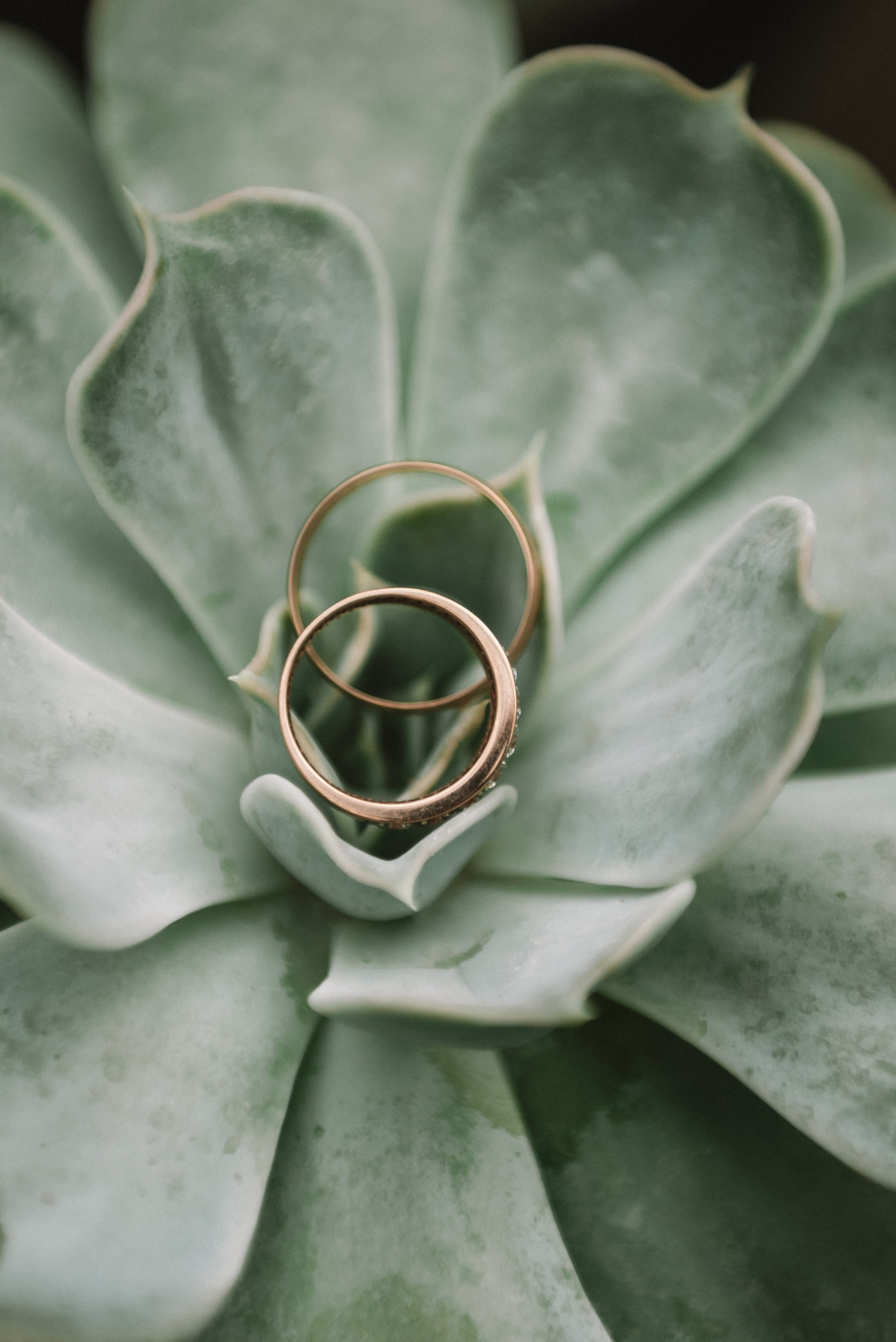 Алина + Михаил. Свадебный и семейный фотограф в Волгограде Олеся Лисицкая