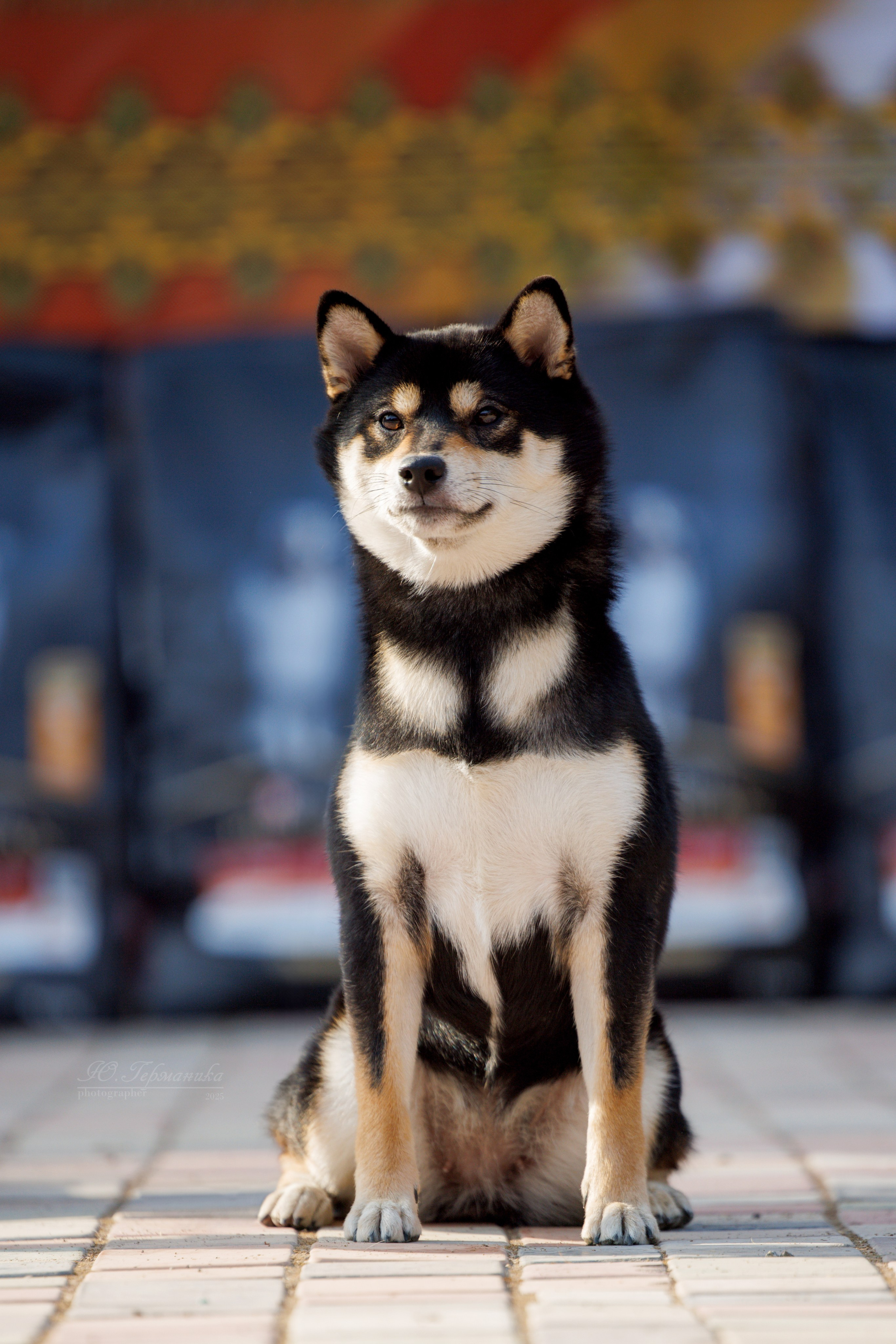 Ташкент 3хCACIB 3-5.10.2025. Фотограф-анималист Юлия Германика