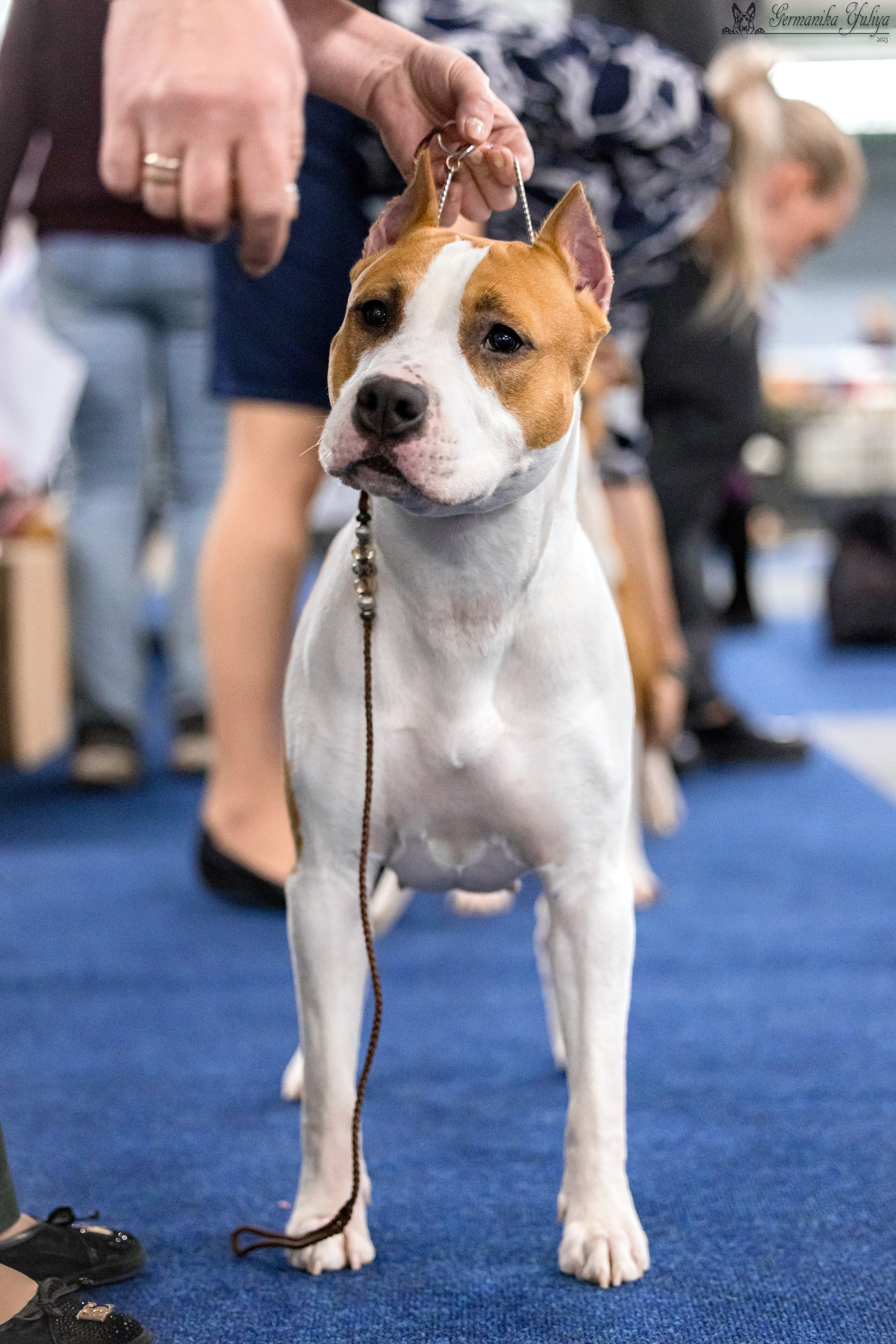 Сфера 29.10,Крокус 4.11,Сфера 12.11.2023. Фотограф-анималист Юлия Германика