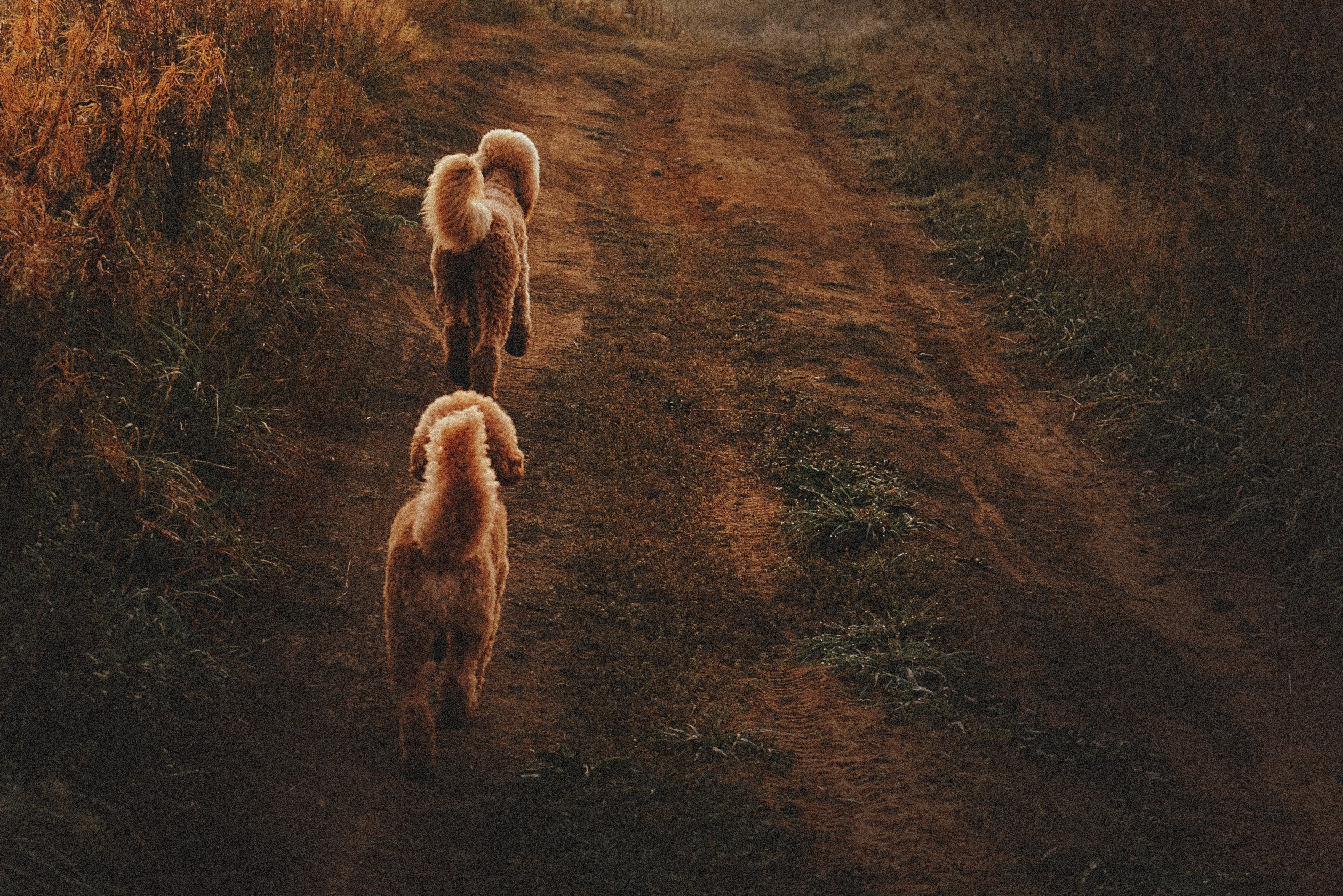 Юля, Кир и Цера. Фотограф анималист Осипчикова Мария