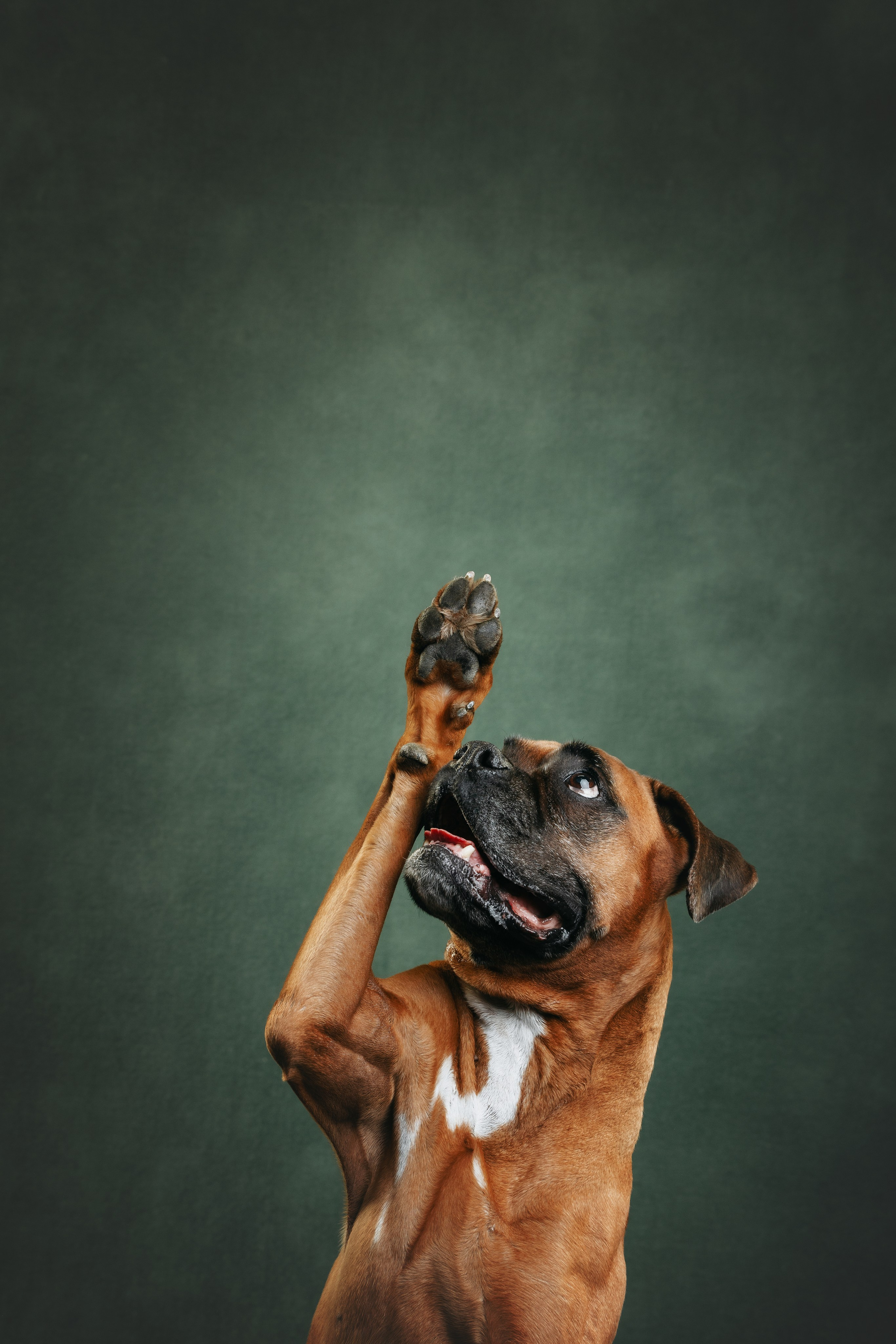 Боксер Челси. Фотограф анималист Осипчикова Мария