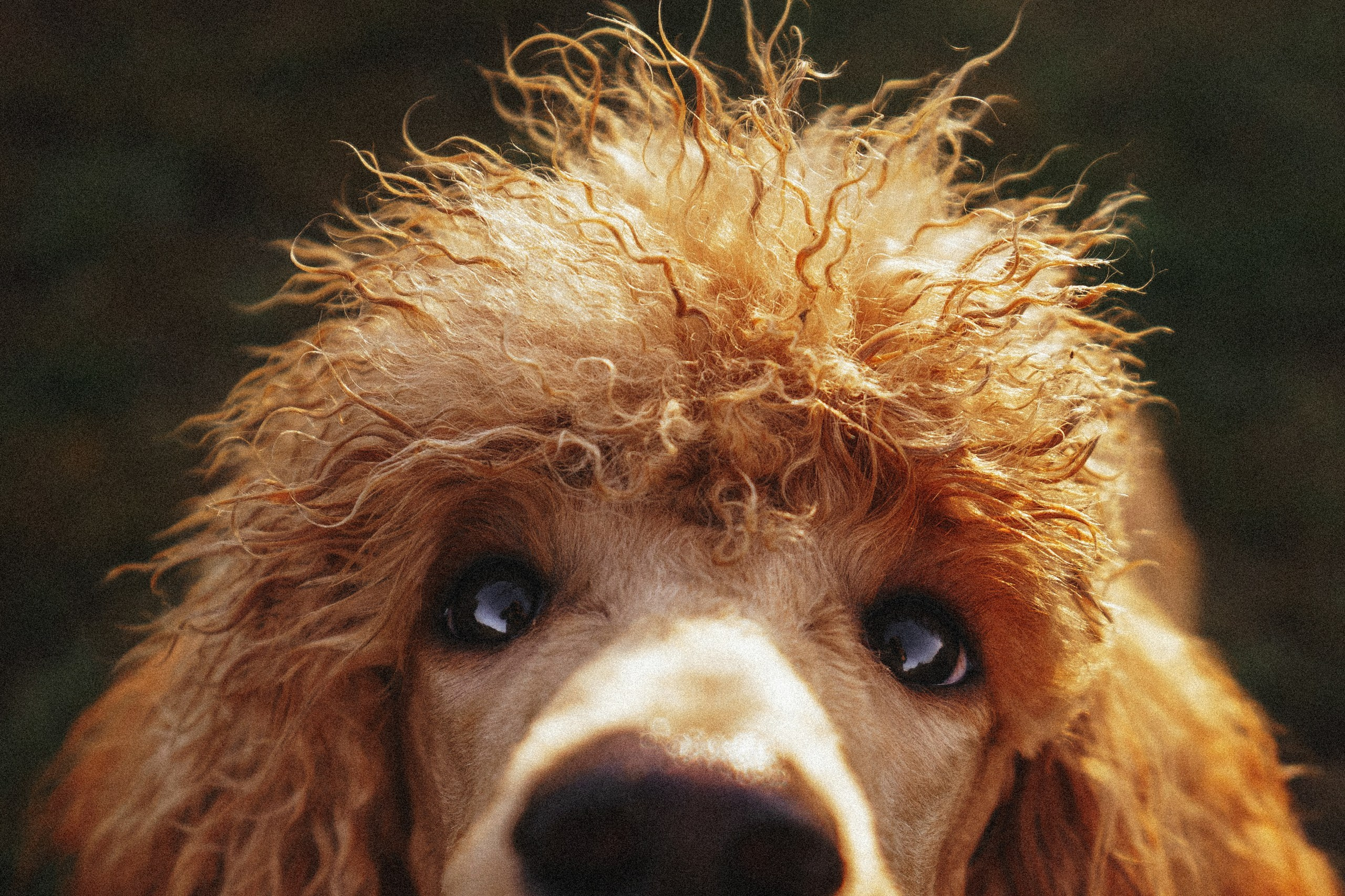 Юля, Кир и Цера. Фотограф анималист Осипчикова Мария