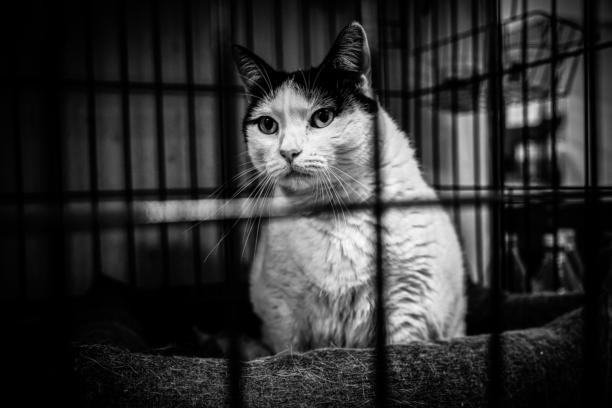 МУР КОША. Ekaterina Ageeva