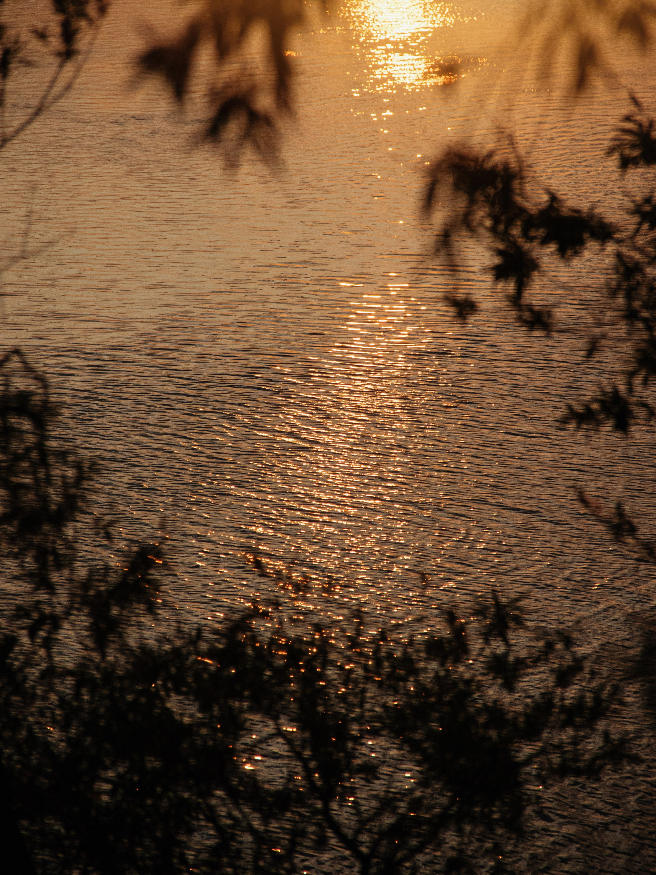 Жидкое золото. С любовью, фотохудожник