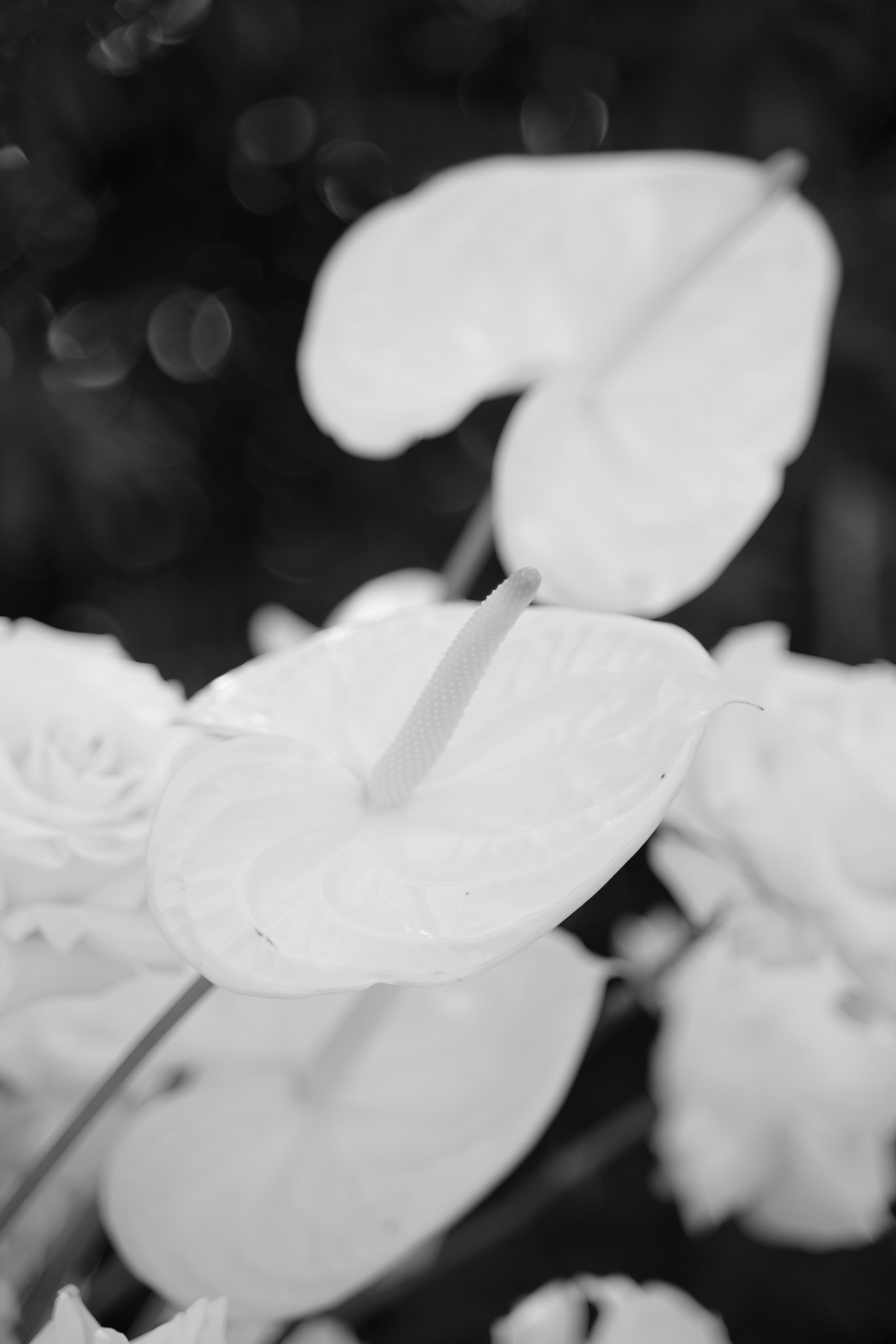 Wedding on the Lake Garda. Valeria Coconova Photographer Italy Como Milan