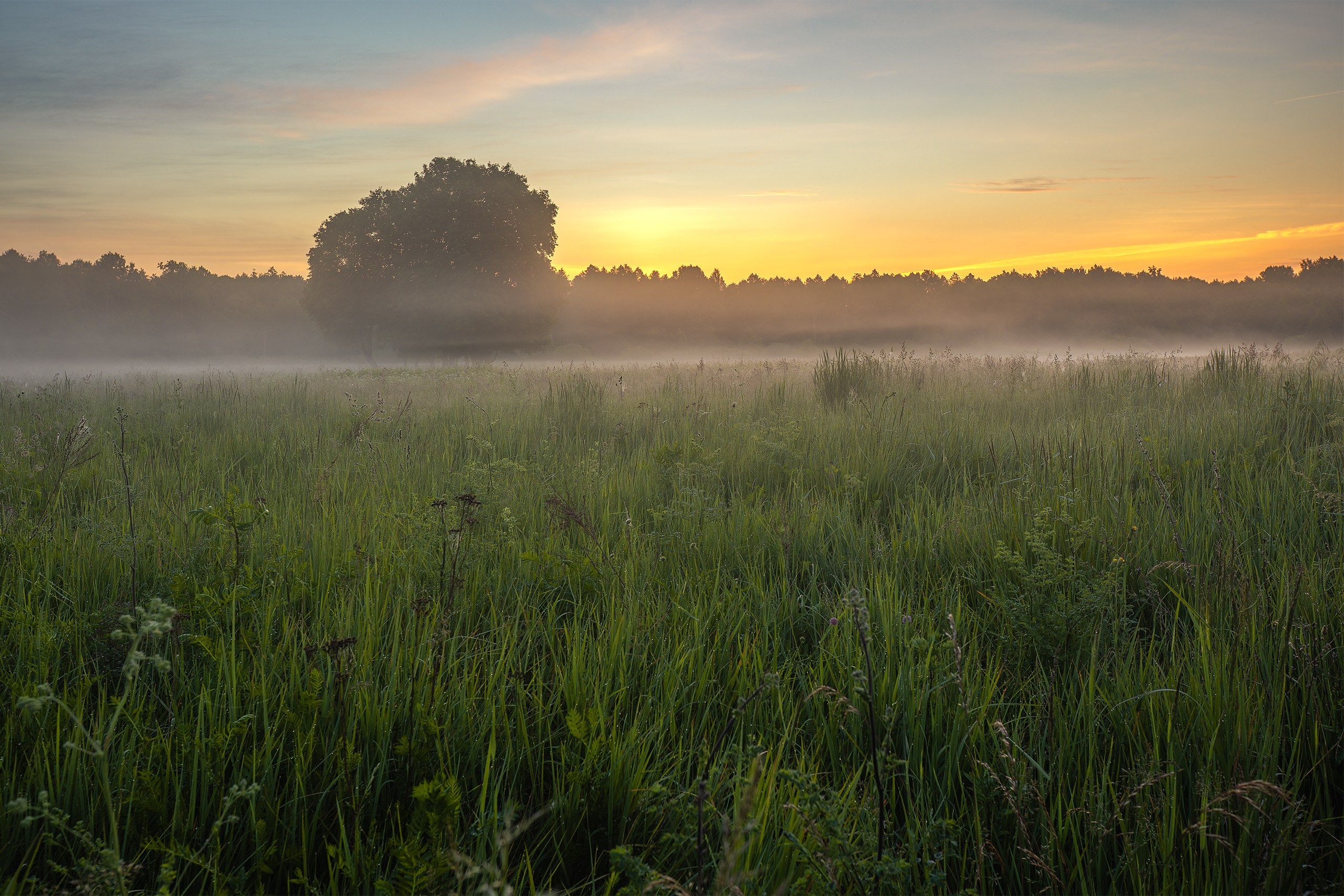Golden sunrise over a mist-covered meadow in the Sheshupe River valley in East Prussia.