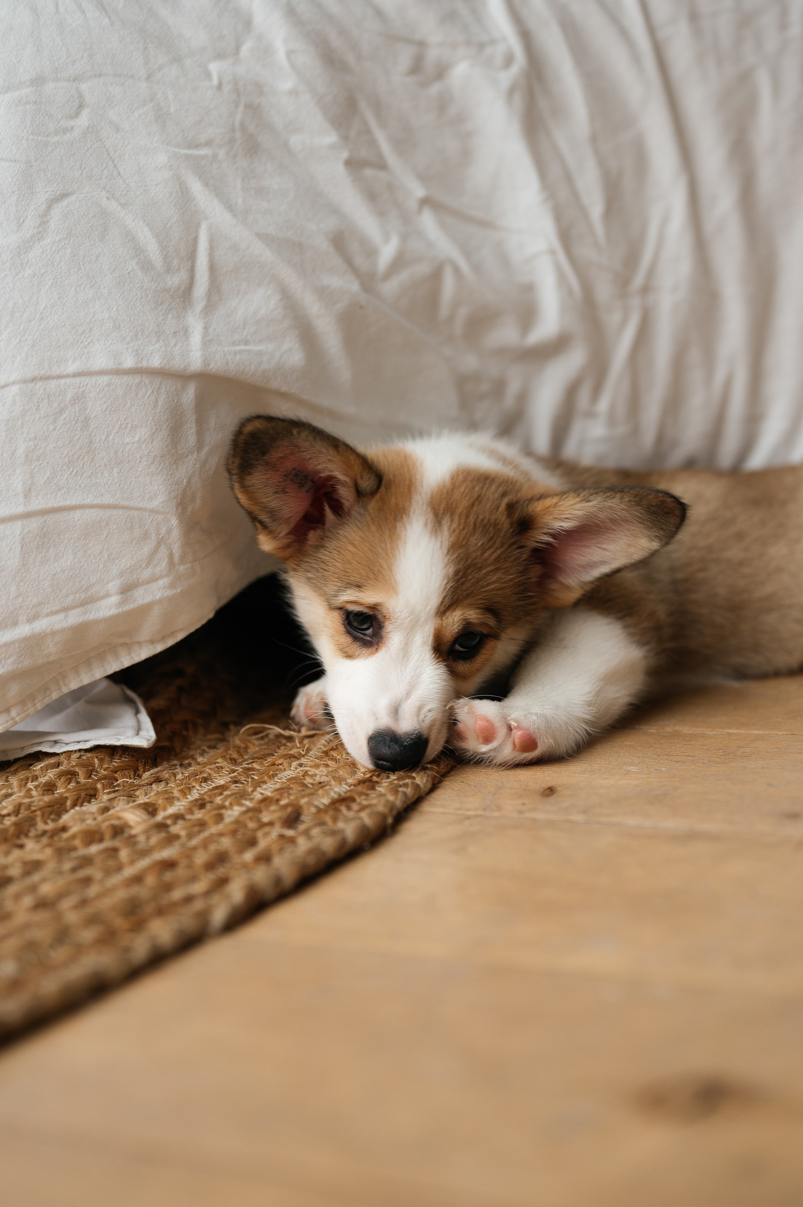Миша, Маша и Боня. Свадебный и семейный фотограф в Краснодаре Алина Мельник