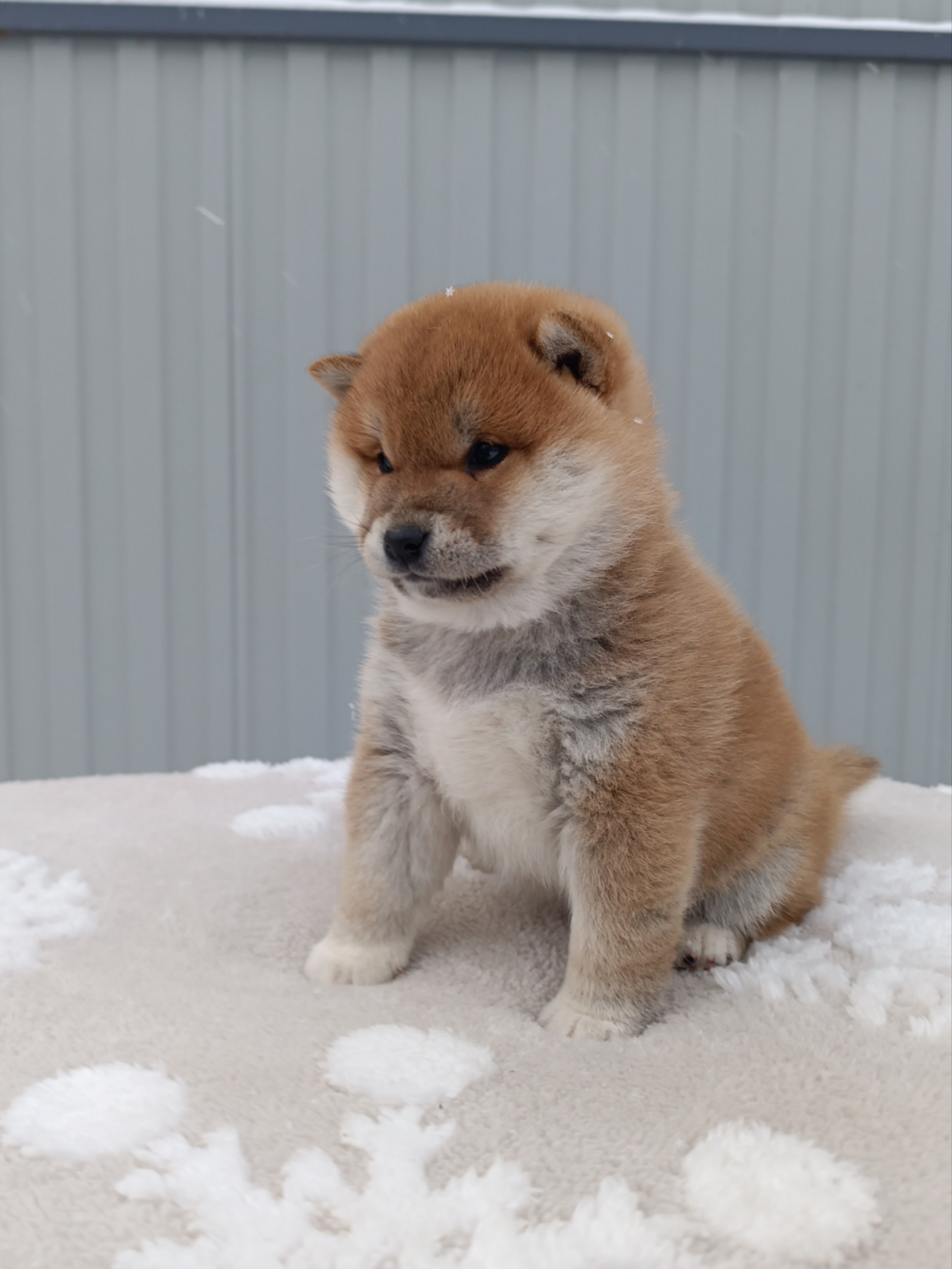 сиба питомник Рубилайт щенки на продажу rubylight  сиба щенки купить СПб Санкт-Петербург 