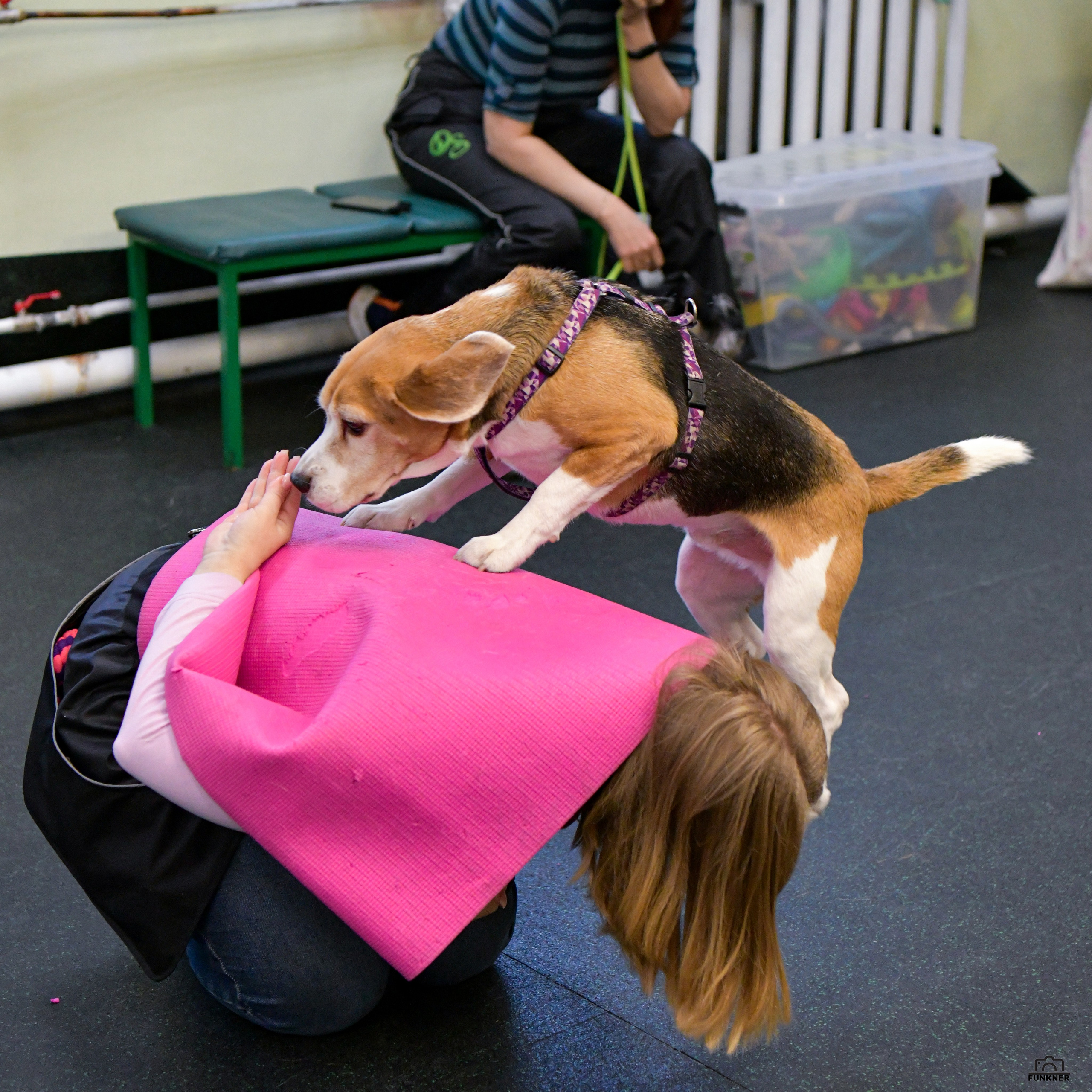 Кинологический клуб «Бодрый хвост». Свой взгляд через объектив