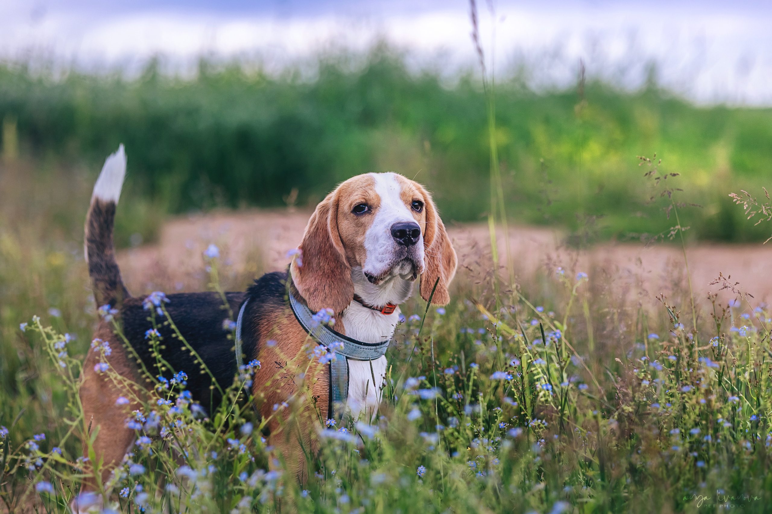 Диана и Дафна. Фотограф анималист Аня Ливанова | Рыбинск