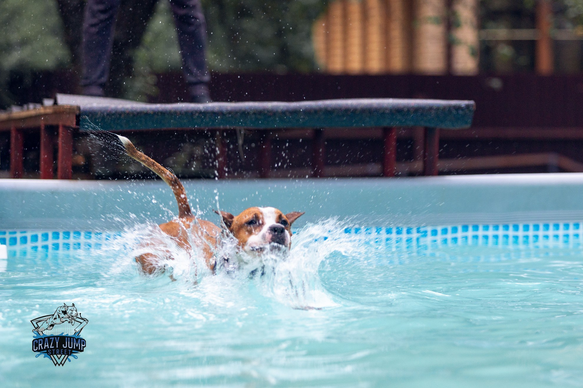 Собаки, спорт, Док дайвинг. Свадебный и репортажный фотограф в Москве и Московской области